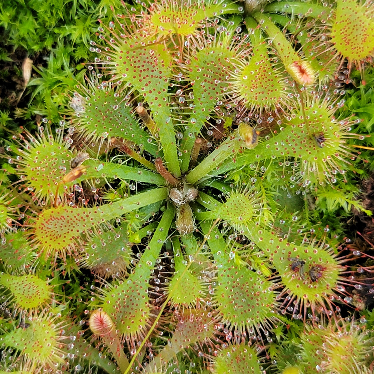 Drosera tokaiensis -Live carnivorous plant-