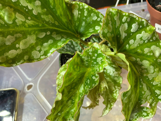 Begonia 'Avalanche' — 4 in pot