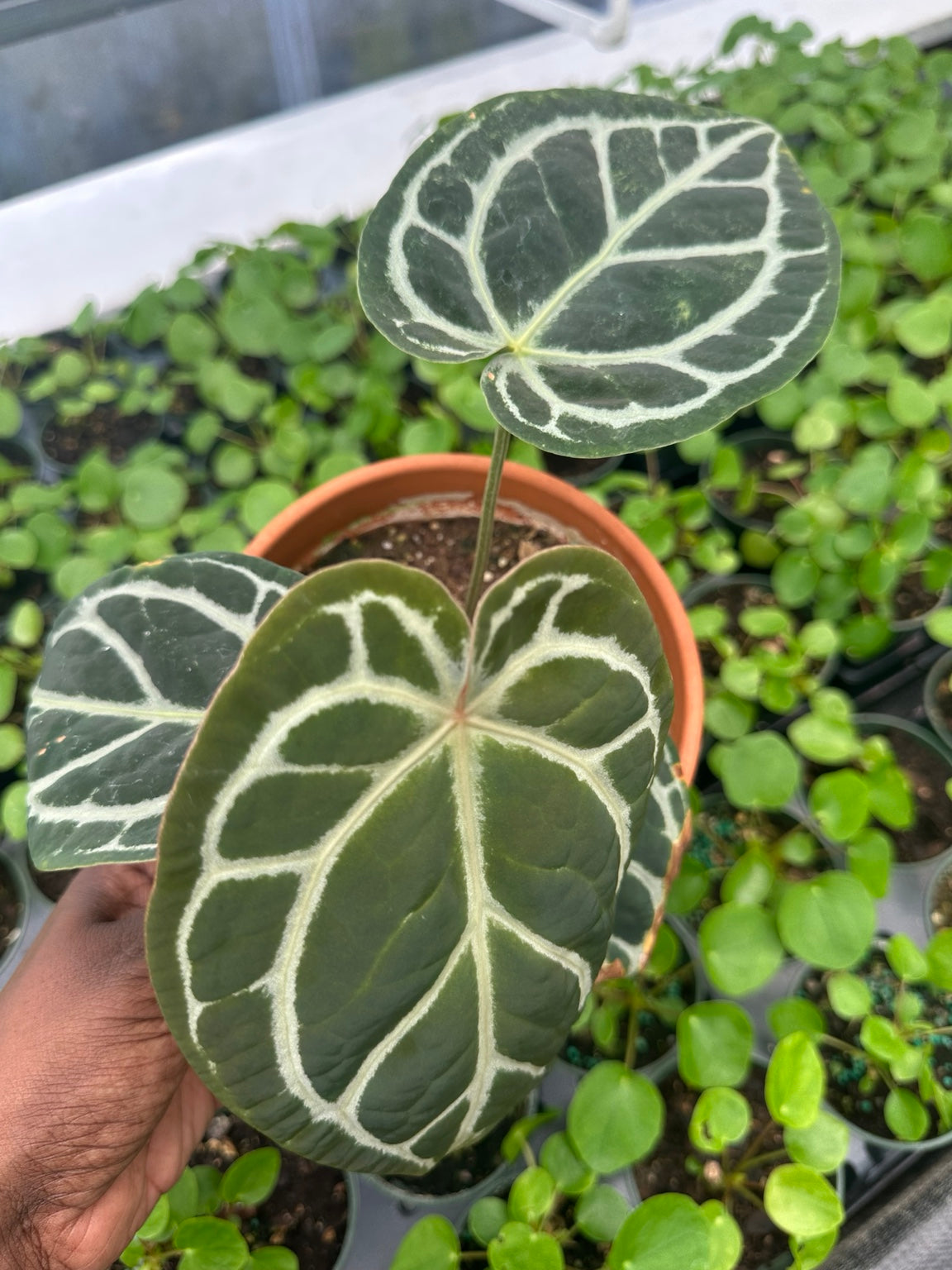 Anthurium Velvet Hybrid NoID EC-02 exact plant full view