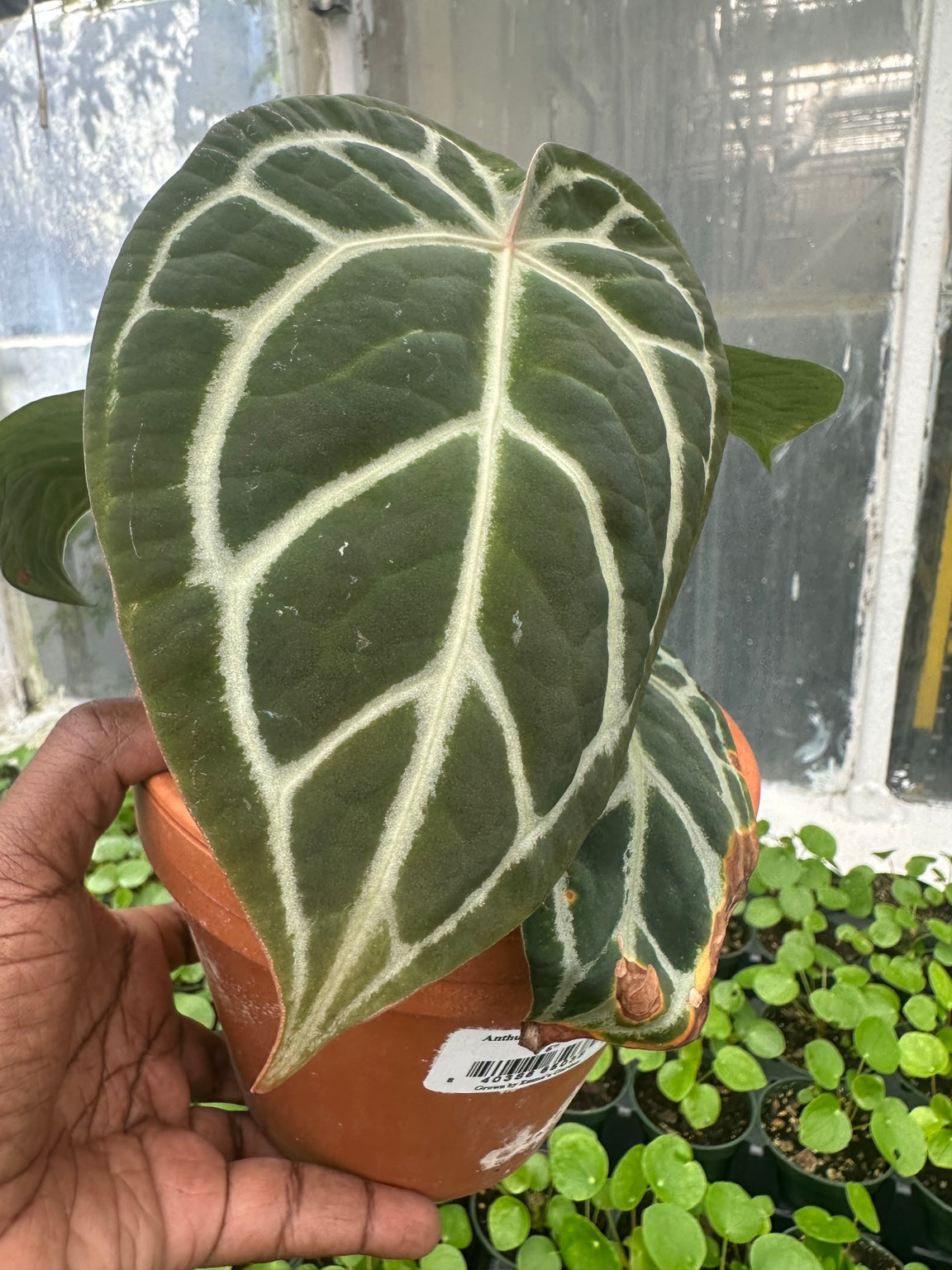 Anthurium Velvet Hybrid NoID EC-02 mature velvet leaf view