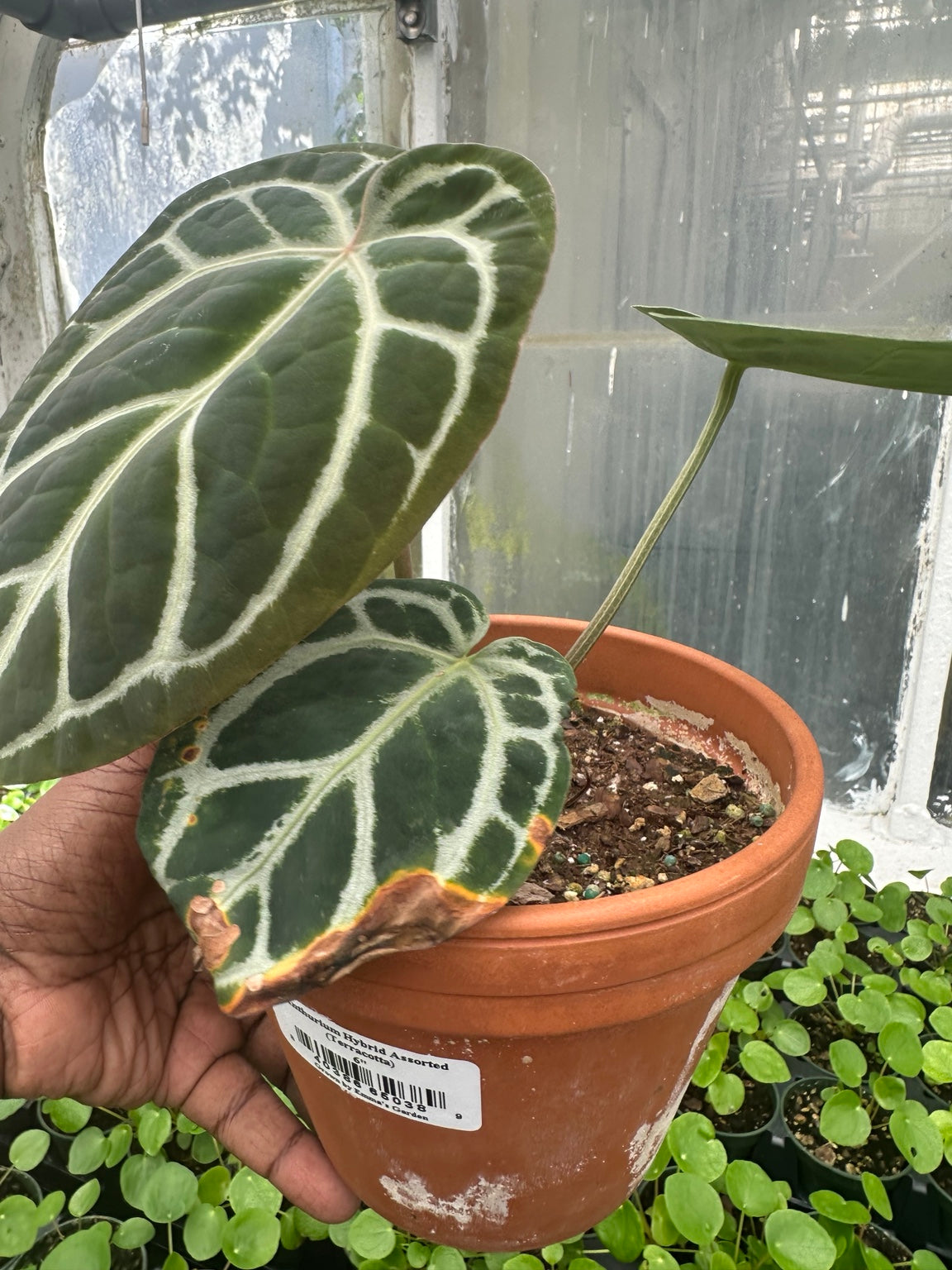 Anthurium Velvet Hybrid NoID EC-02 exact plant cosmetic leaf condition