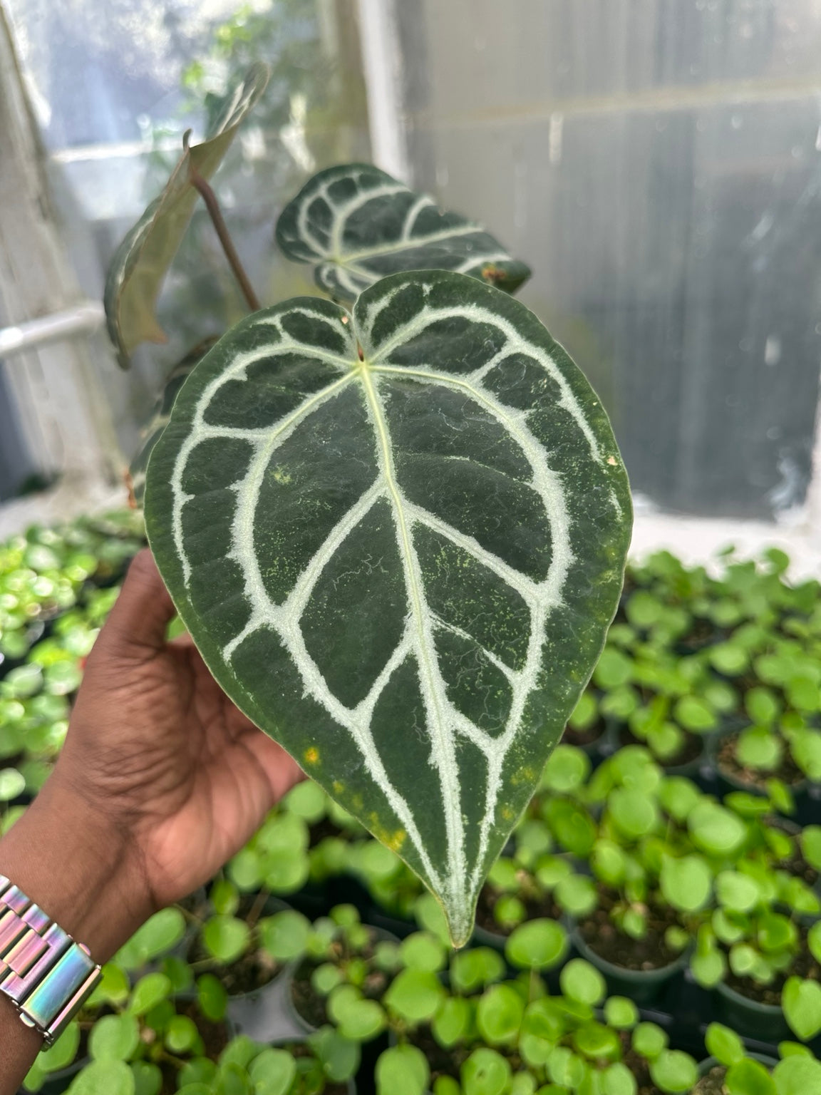 Anthurium Velvet Hybrid NoID EC-02 silver venation leaf detail