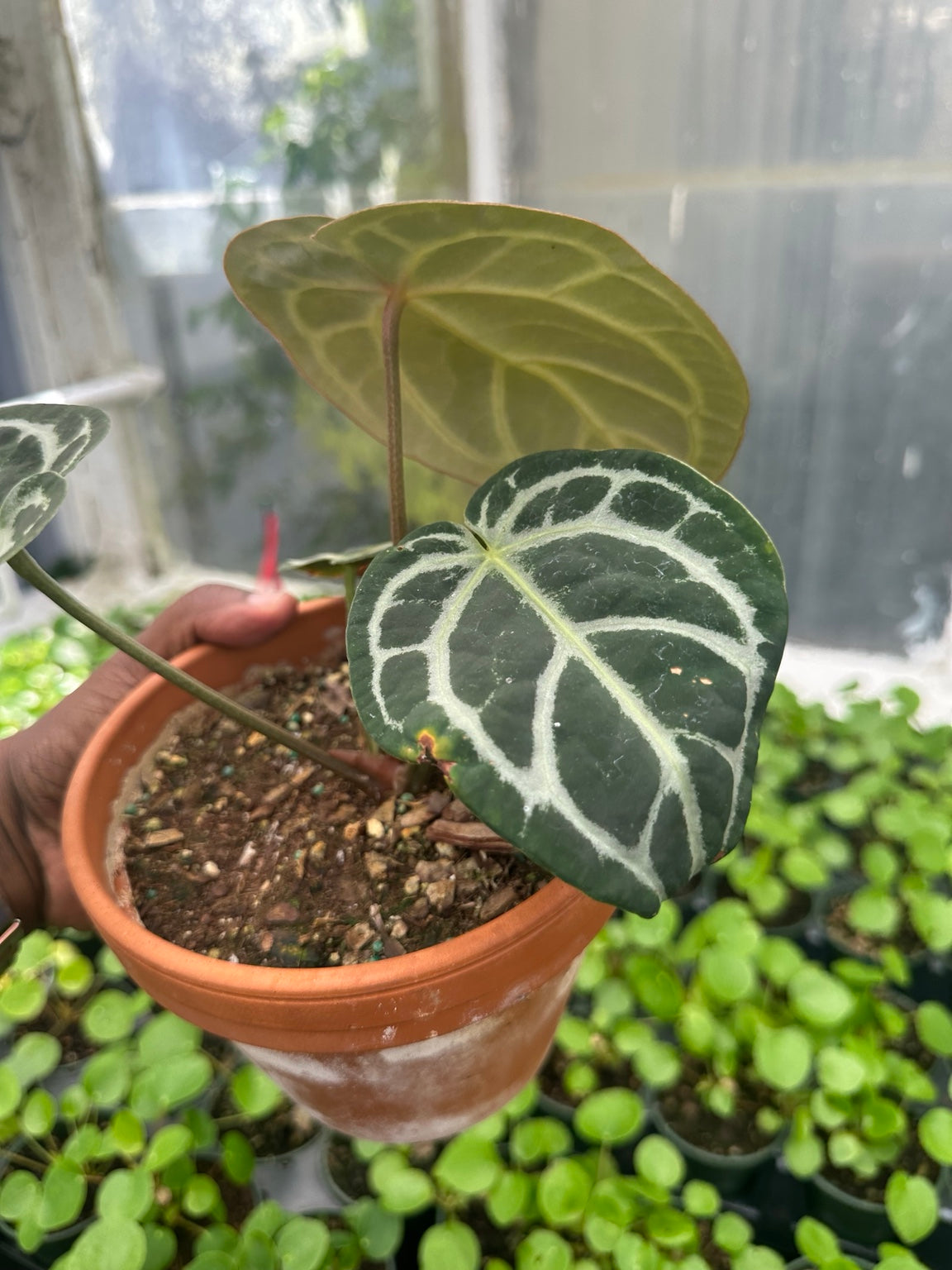 Anthurium Velvet Hybrid NoID EC-02 bronze emerging foliage and plant profile