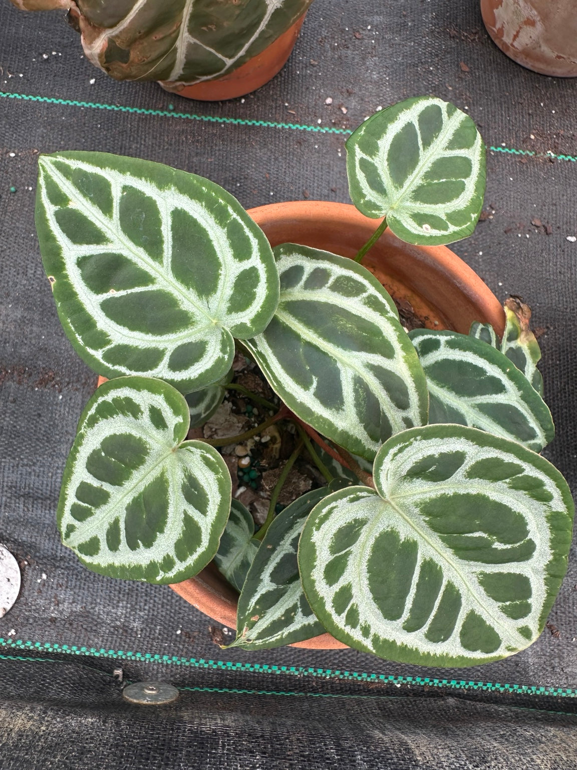 Exact plant EC-03, NoID velvet Anthurium hybrid in terracotta pot