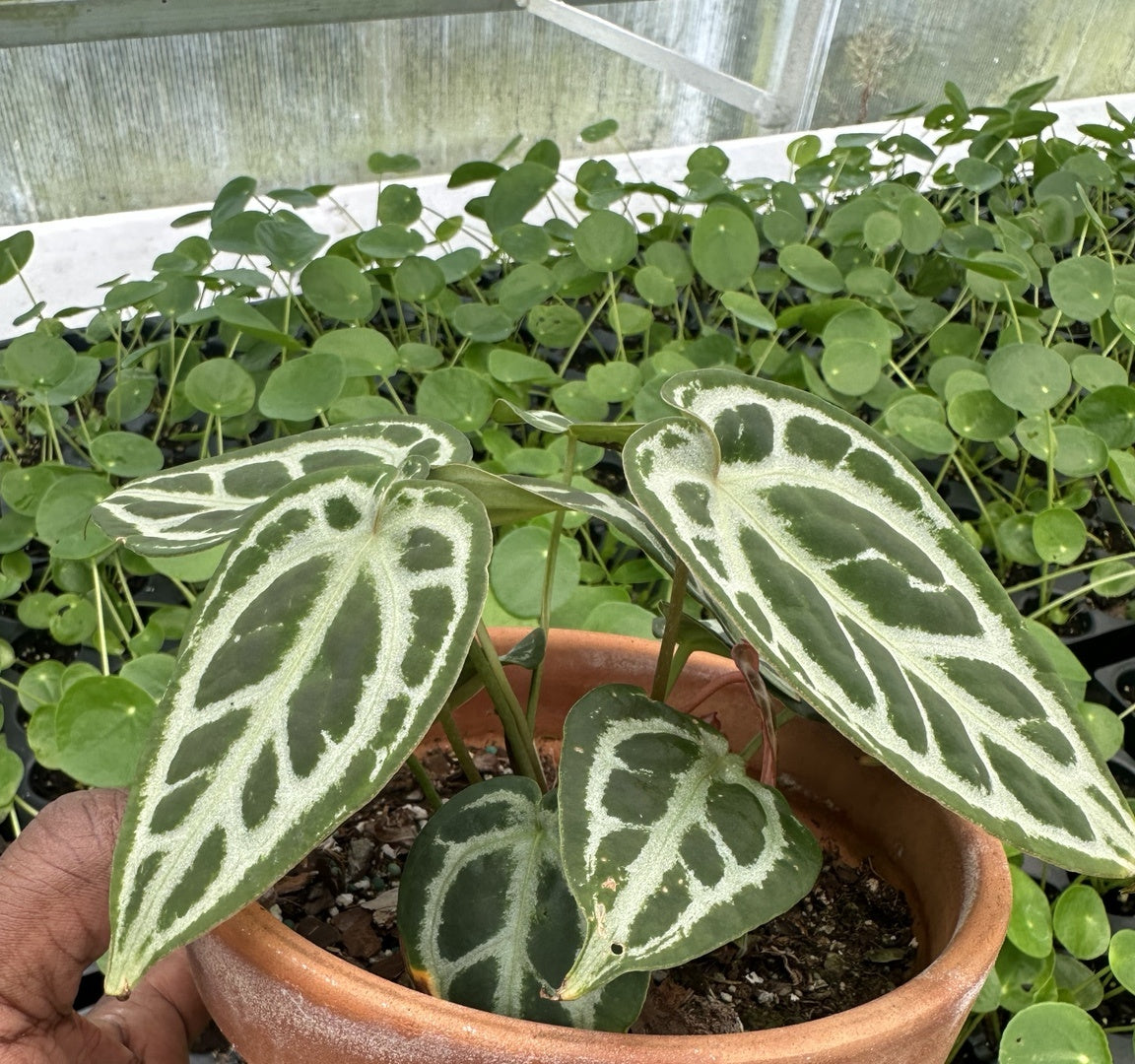 Exact plant EC-03, cropped view of NoID velvet Anthurium hybrid