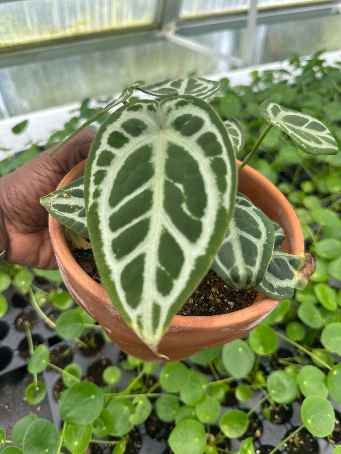 Exact plant EC-03, silver-veined velvet Anthurium foliage