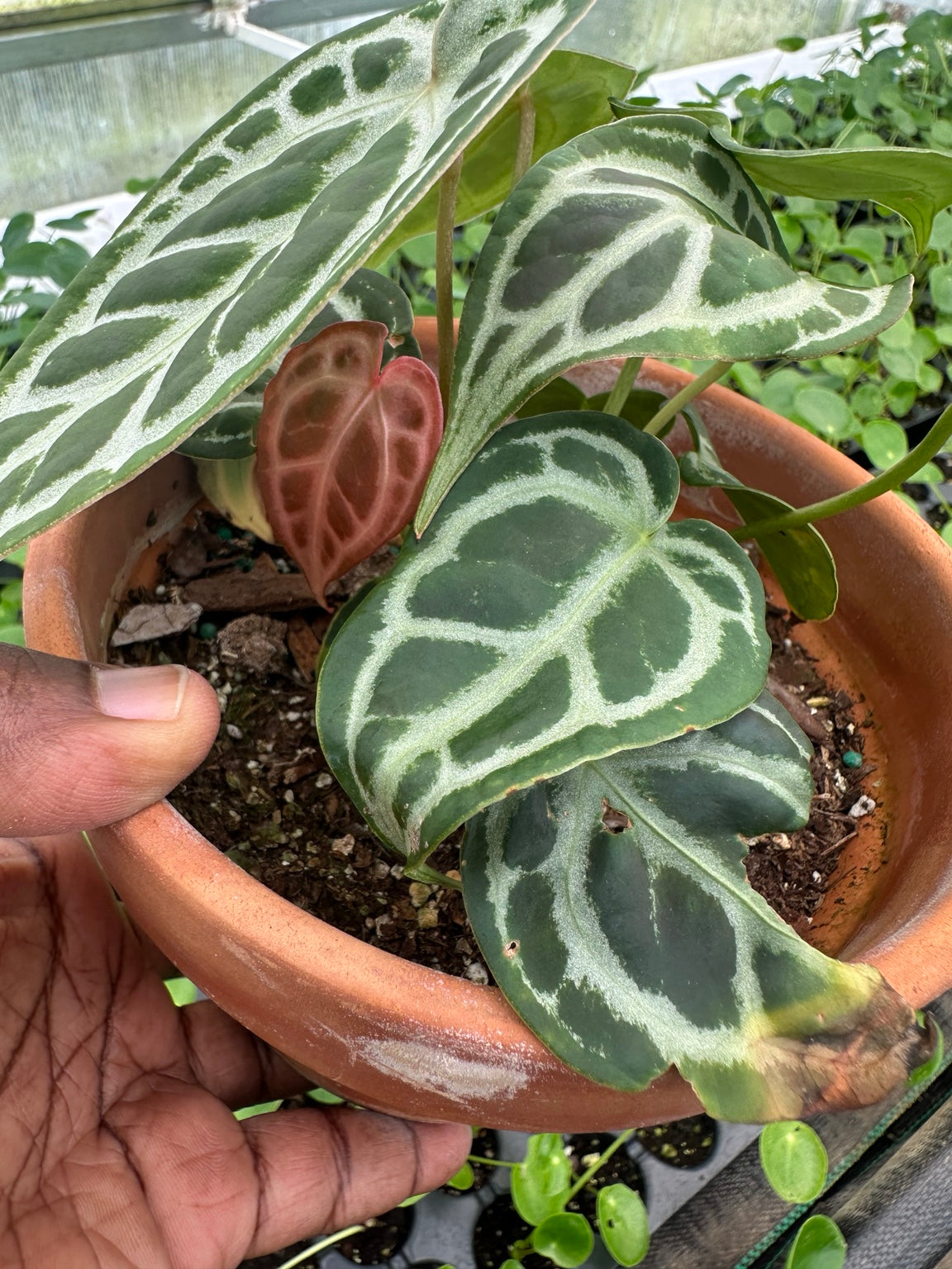 Exact plant EC-03 showing bronze new growth and older-leaf cosmetic damage