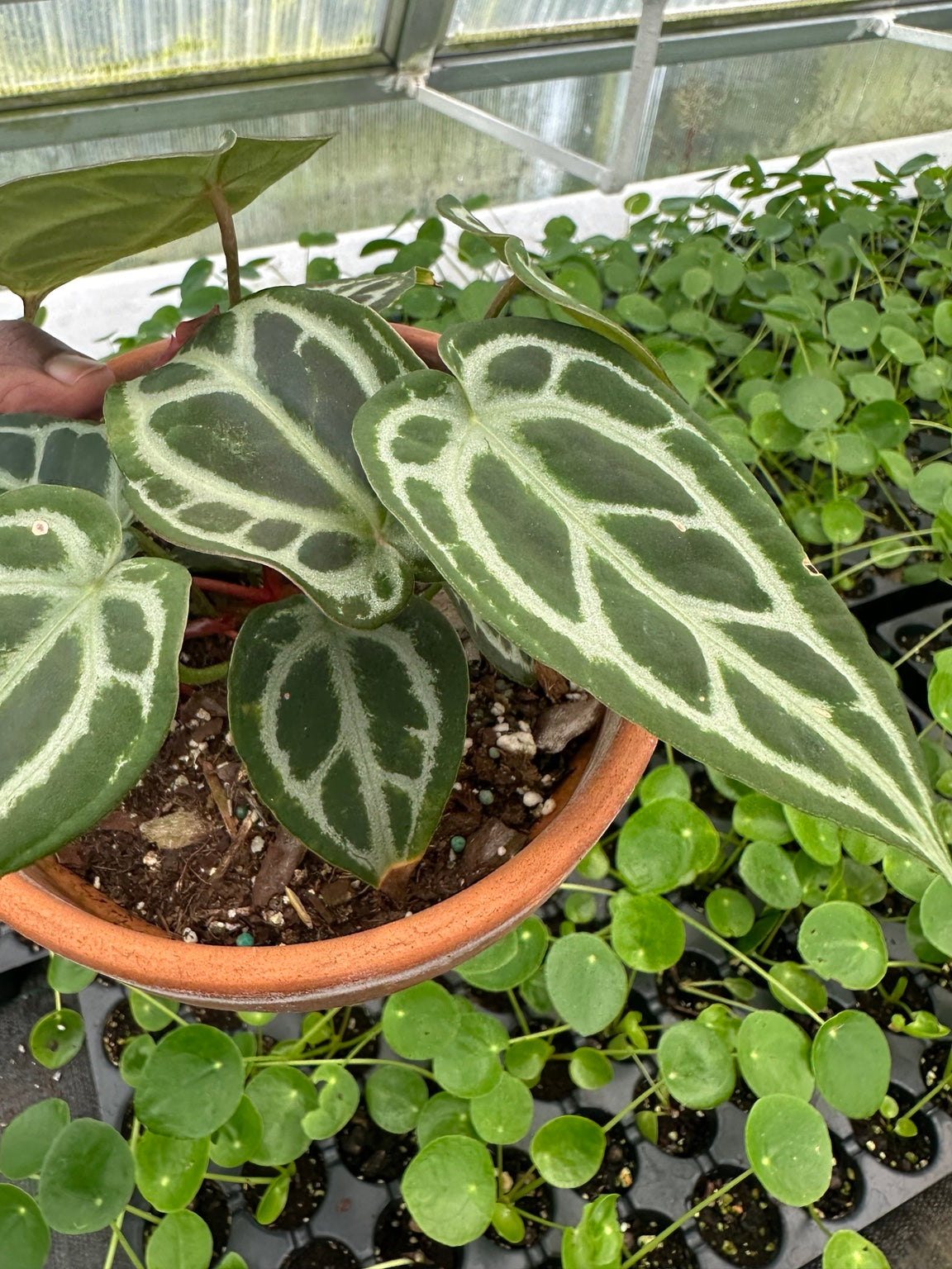 Exact plant EC-03, mature silver-veined Anthurium leaves