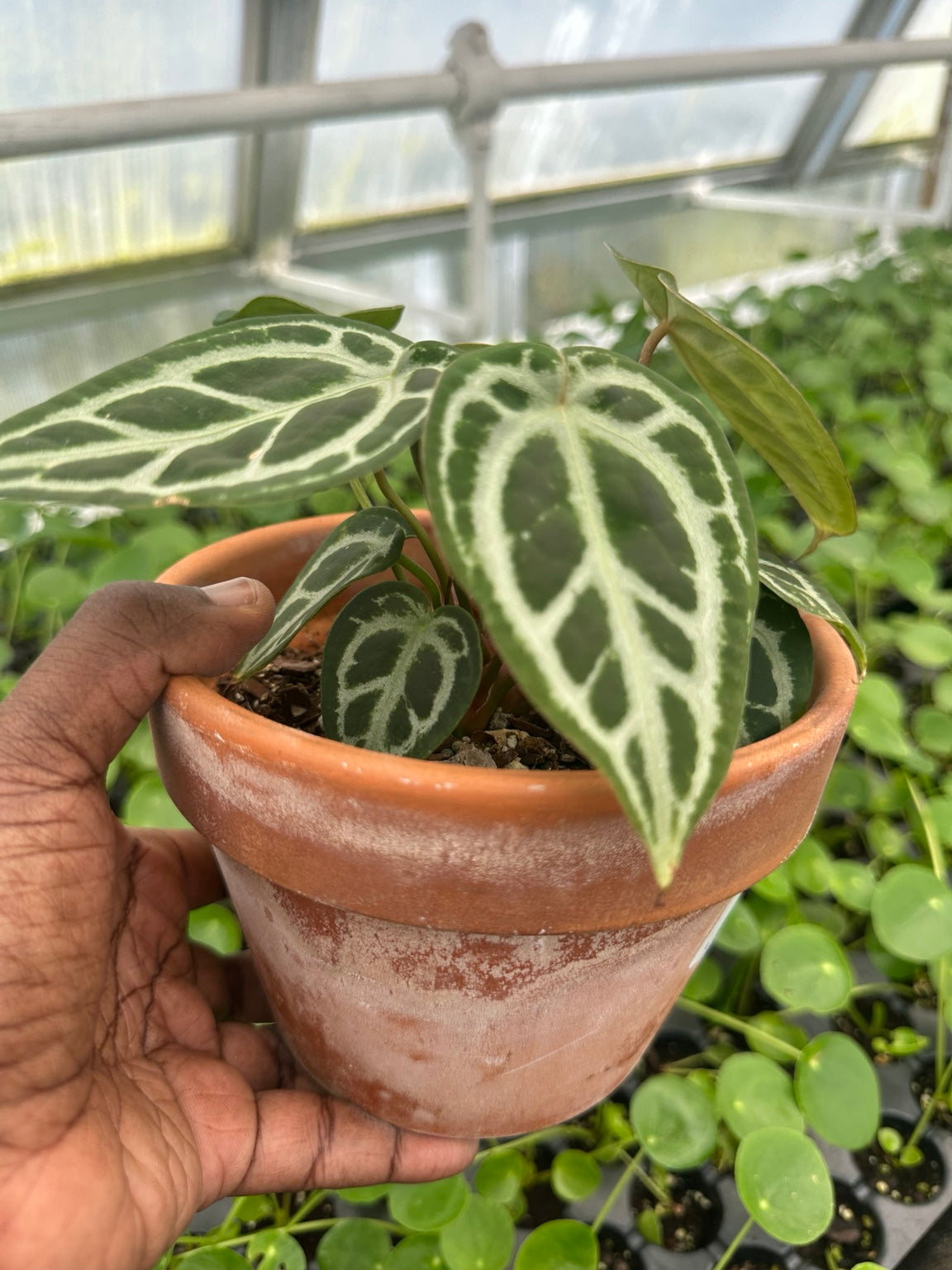 Exact plant EC-03, full plant profile in terracotta pot