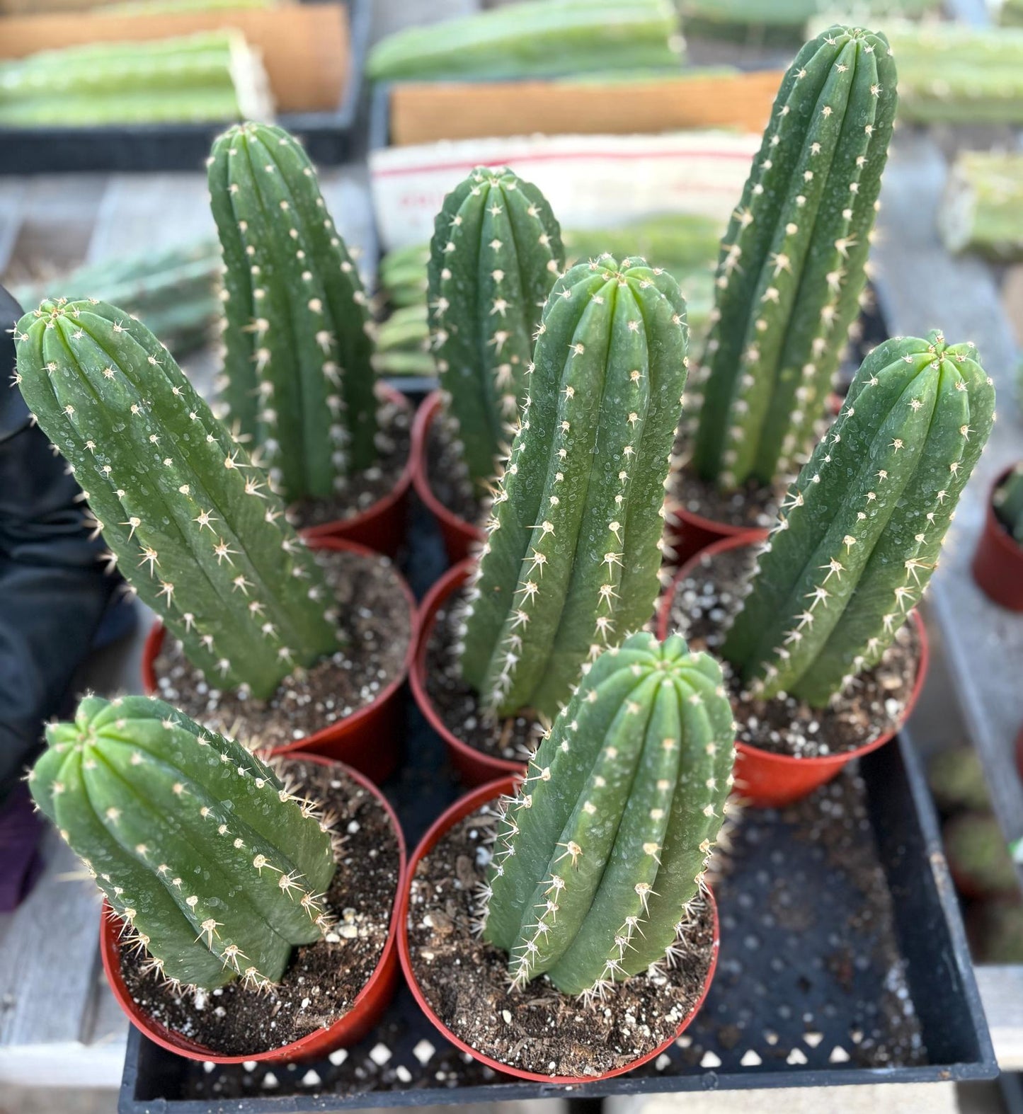 #EC04 Trichocereus Pachanoi Jiimz Long Spine Cactus Potted Options