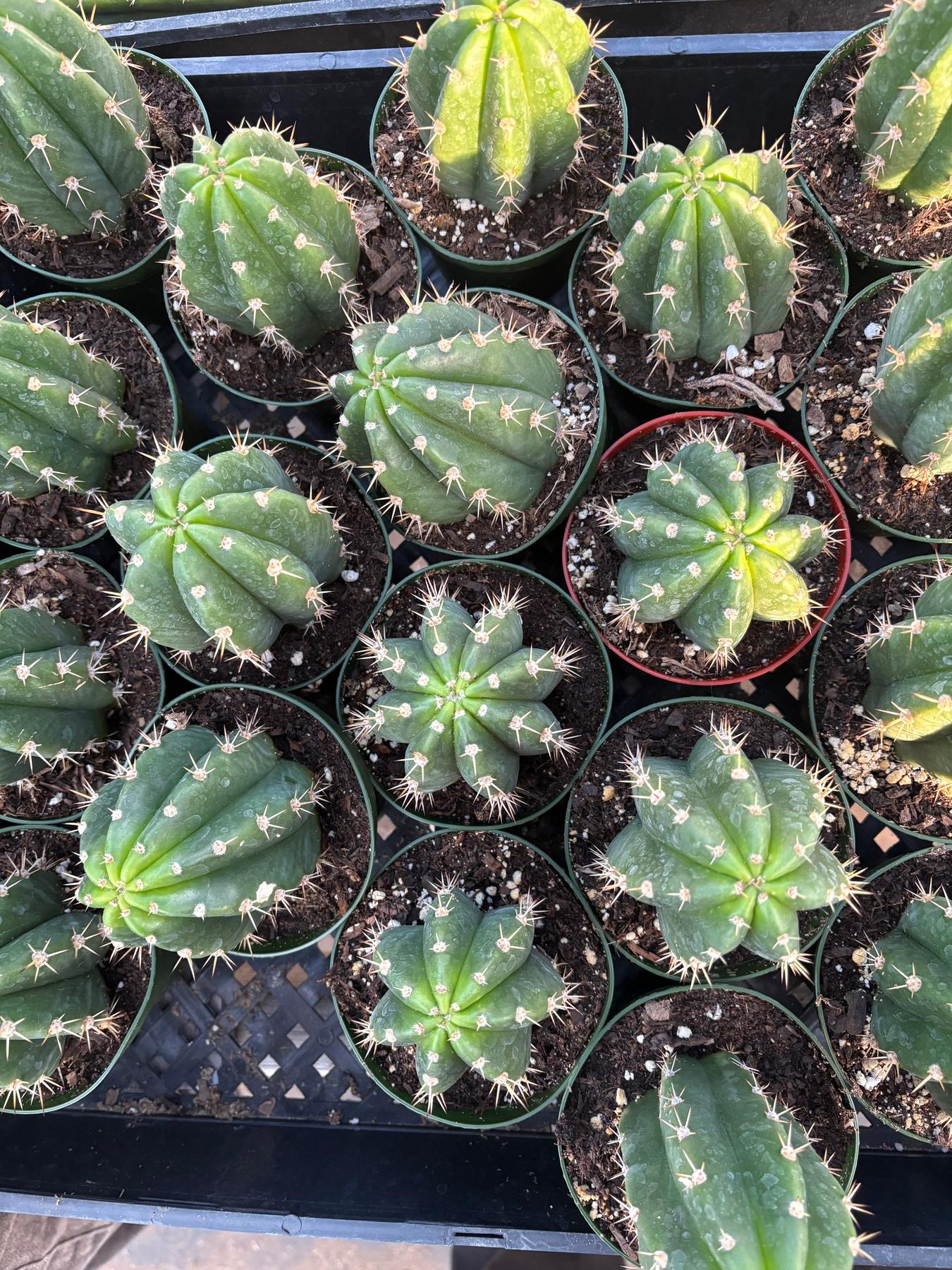 #EC04 Trichocereus Pachanoi Jiimz Long Spine Cactus Potted Options