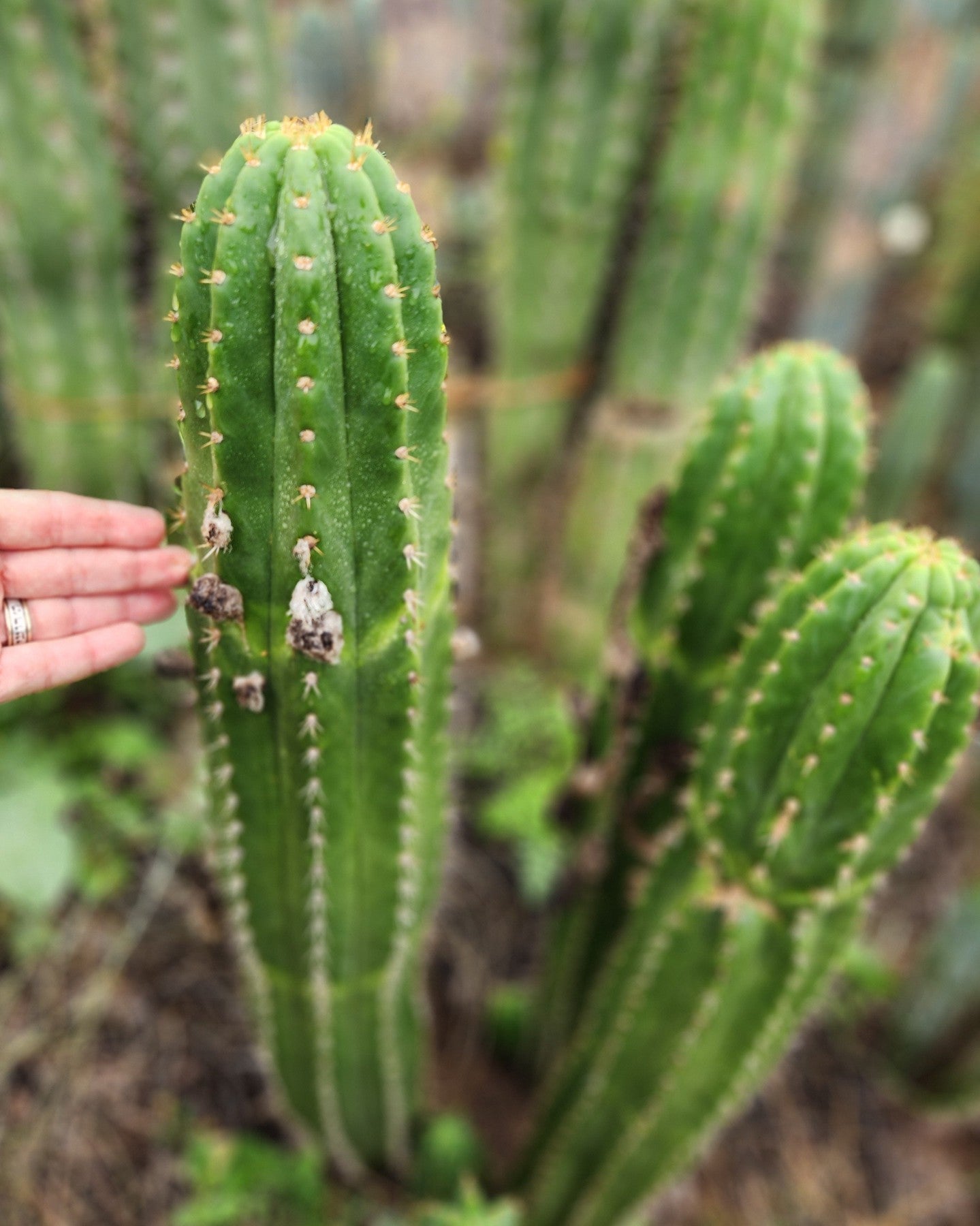 #EC04 Trichocereus Pachanoi Jiimz Long Spine Cactus Potted Options