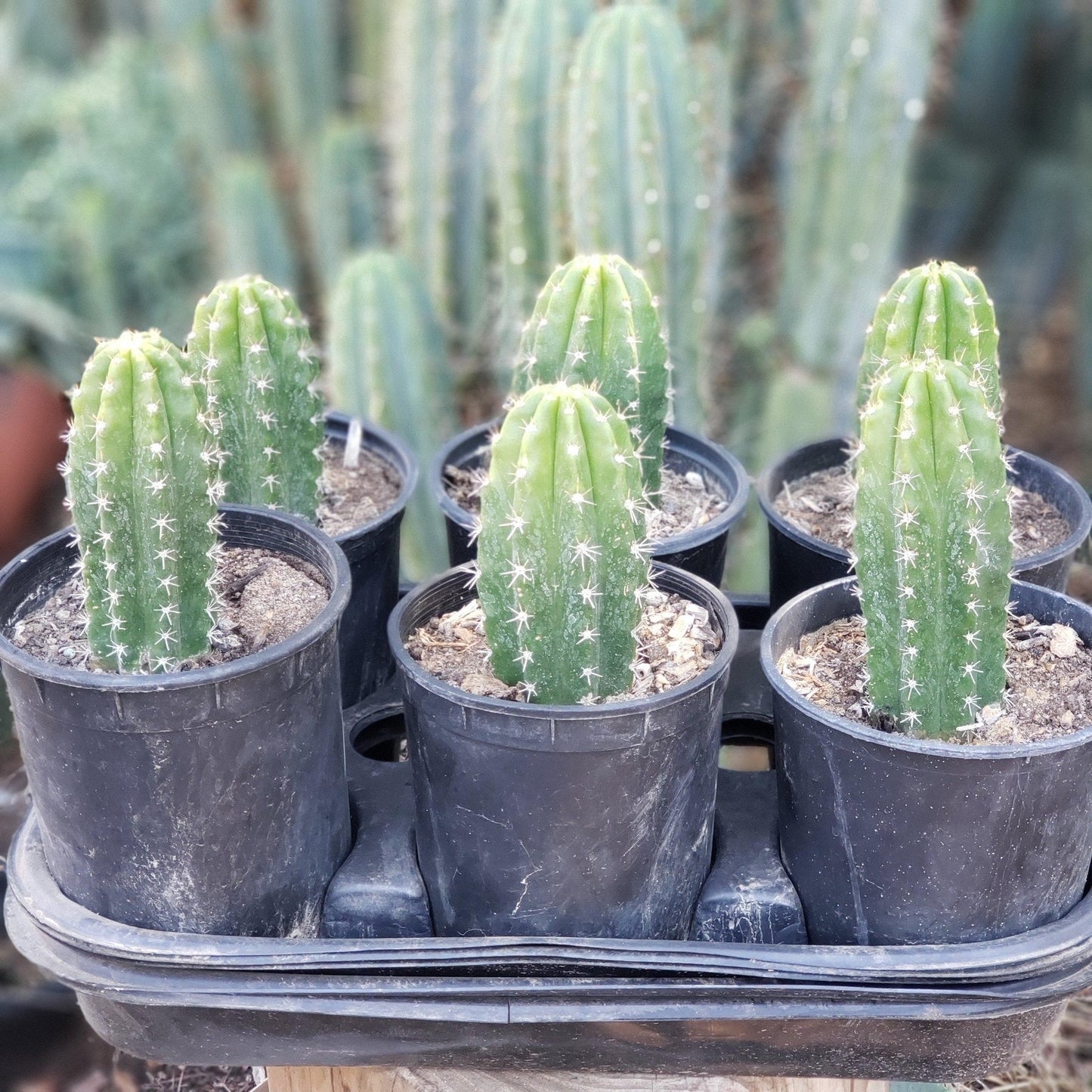 #EC04 Trichocereus Pachanoi Jiimz Long Spine Cactus Potted Options