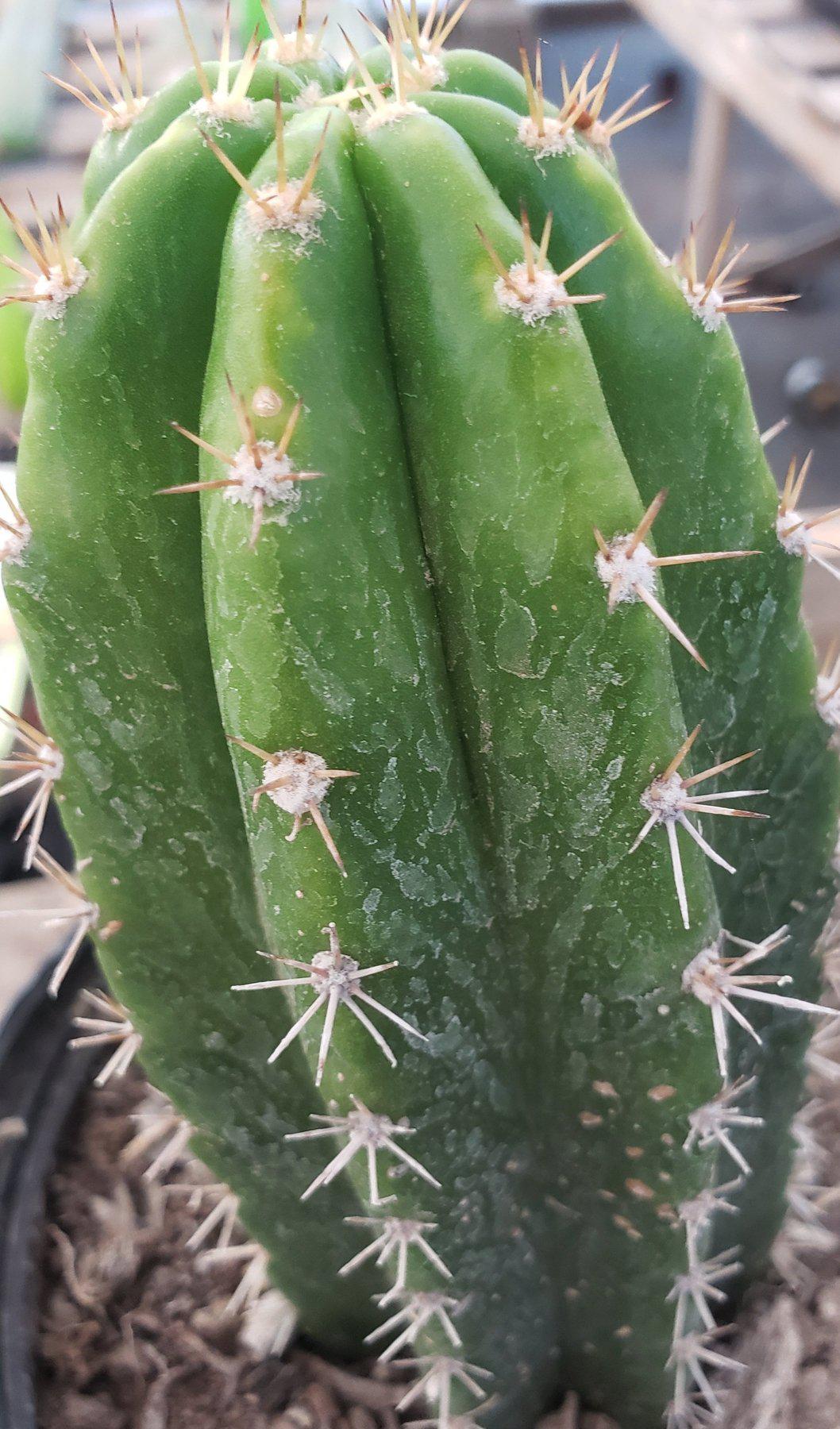 #EC04 Trichocereus Pachanoi Jiimz Long Spine Cactus Potted Options