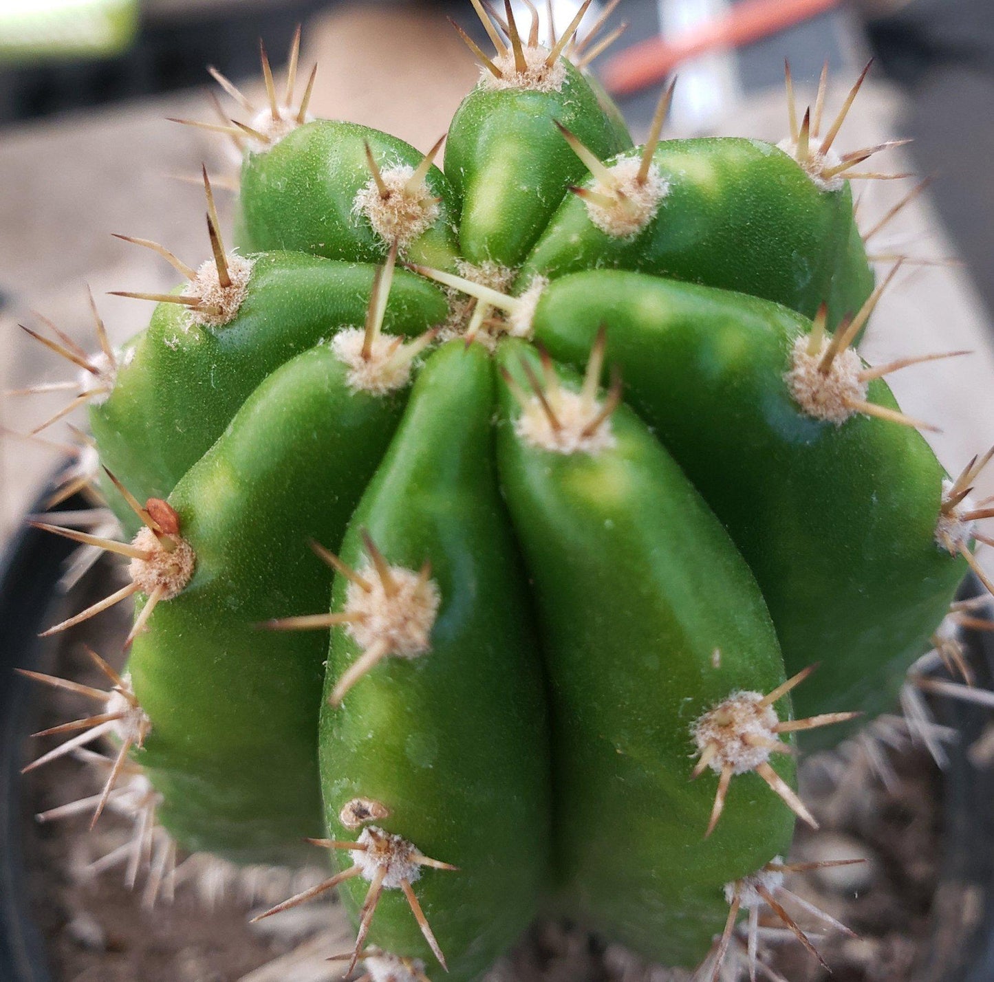 #EC04 Trichocereus Pachanoi Jiimz Long Spine Cactus Potted Options