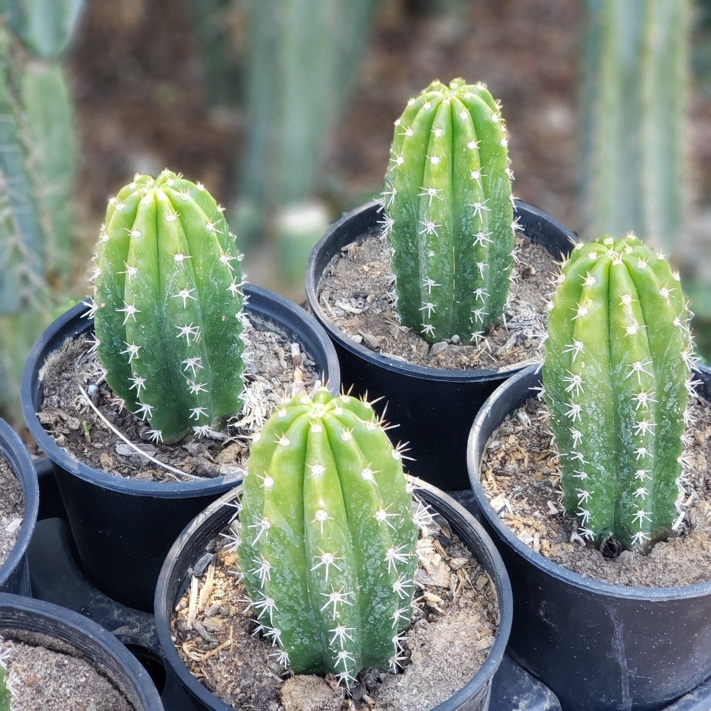 #EC04 Trichocereus Pachanoi Jiimz Long Spine Cactus Potted Options