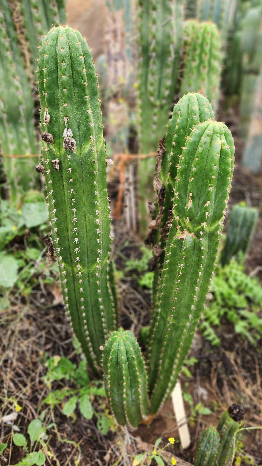 #EC04 Trichocereus Pachanoi Jiimz Long Spine Cactus Potted Options