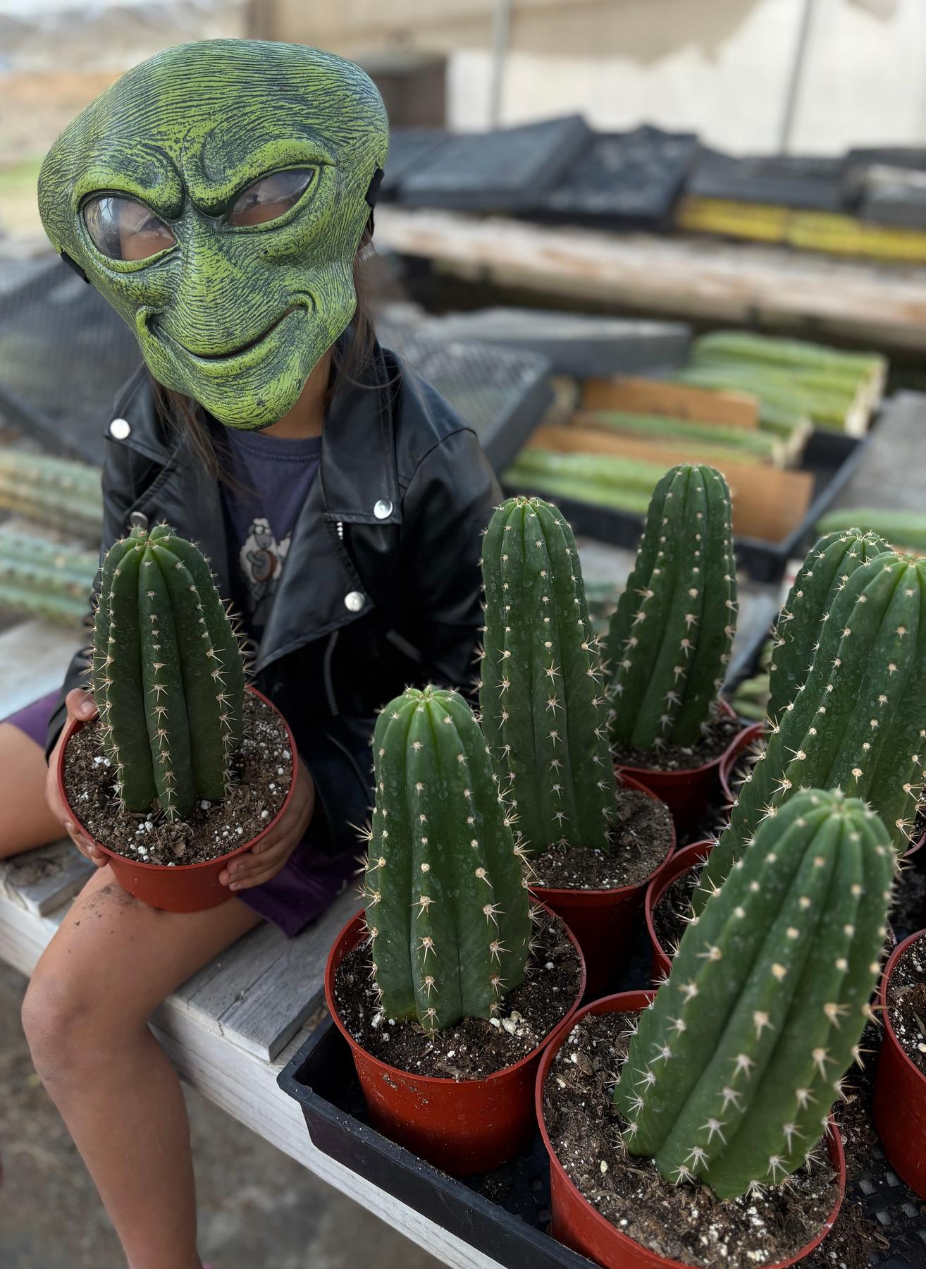 #EC04 Trichocereus Pachanoi Jiimz Long Spine Cactus Potted Options