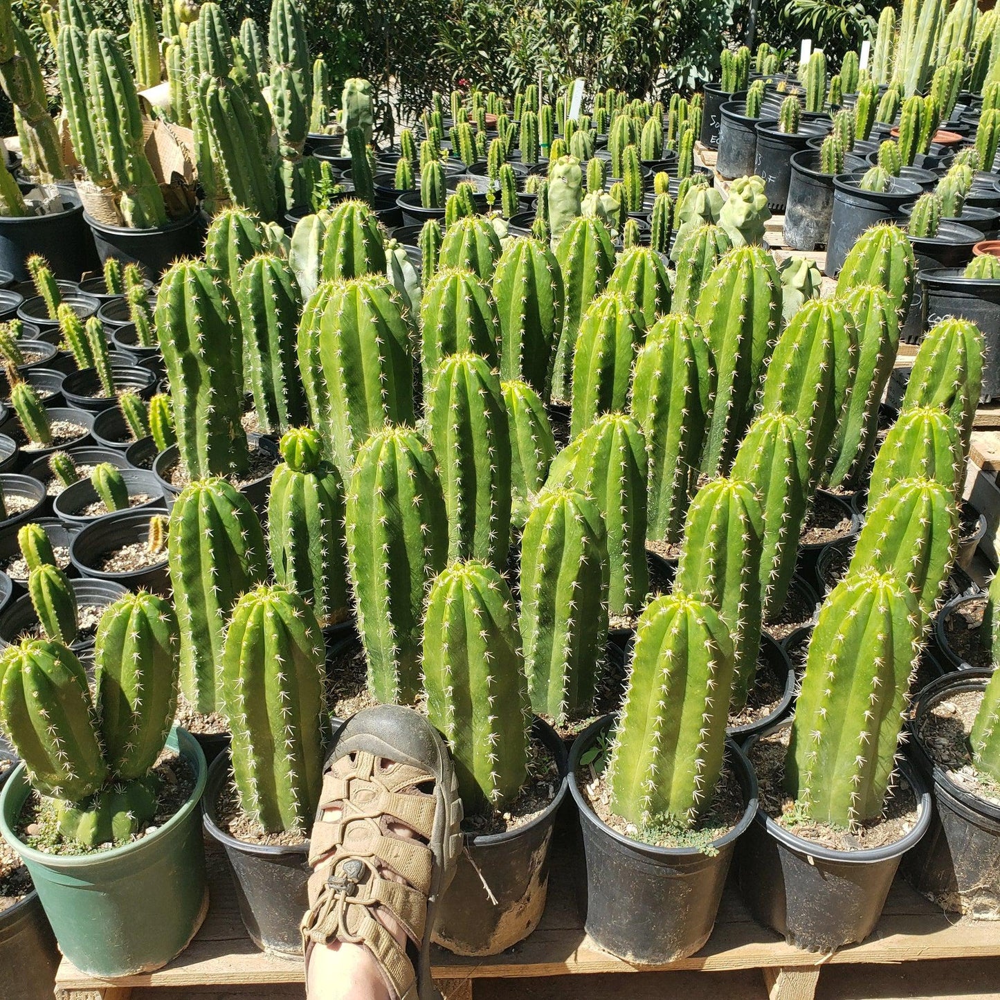 #EC04 Trichocereus Pachanoi Jiimz Long Spine Cactus Potted Options