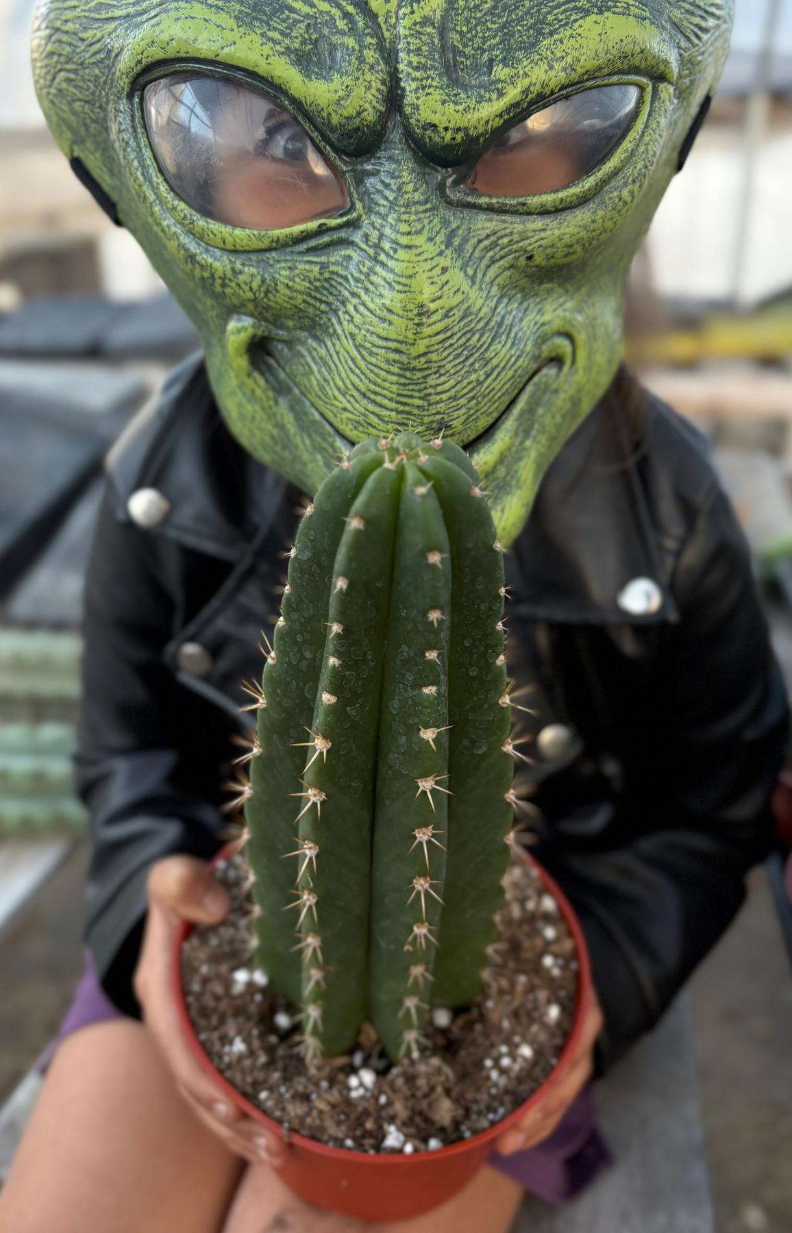 #EC04 Trichocereus Pachanoi Jiimz Long Spine Cactus Potted Options
