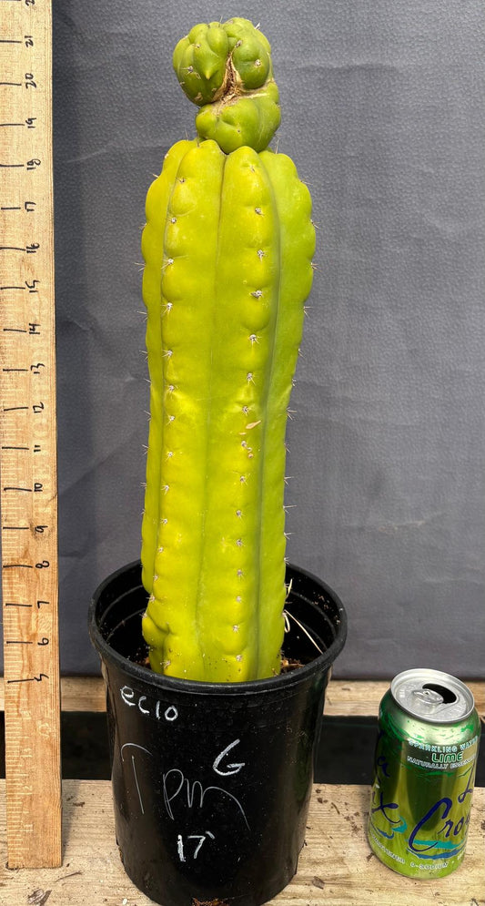 #EC10 EXACT Trichocereus Pachanoi Monstrose TPM Cactus Potted