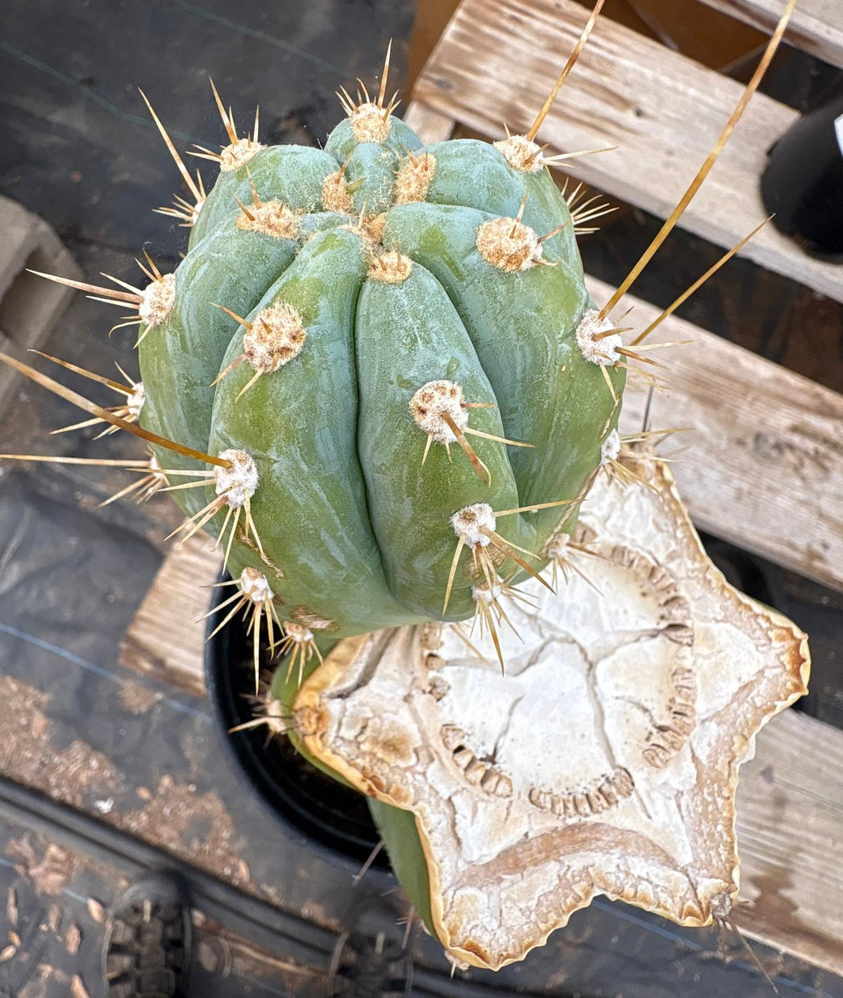 #EC100 EXACT Trichocereus Peruvianus TSSBP Chalk Spine Cactus 10”
