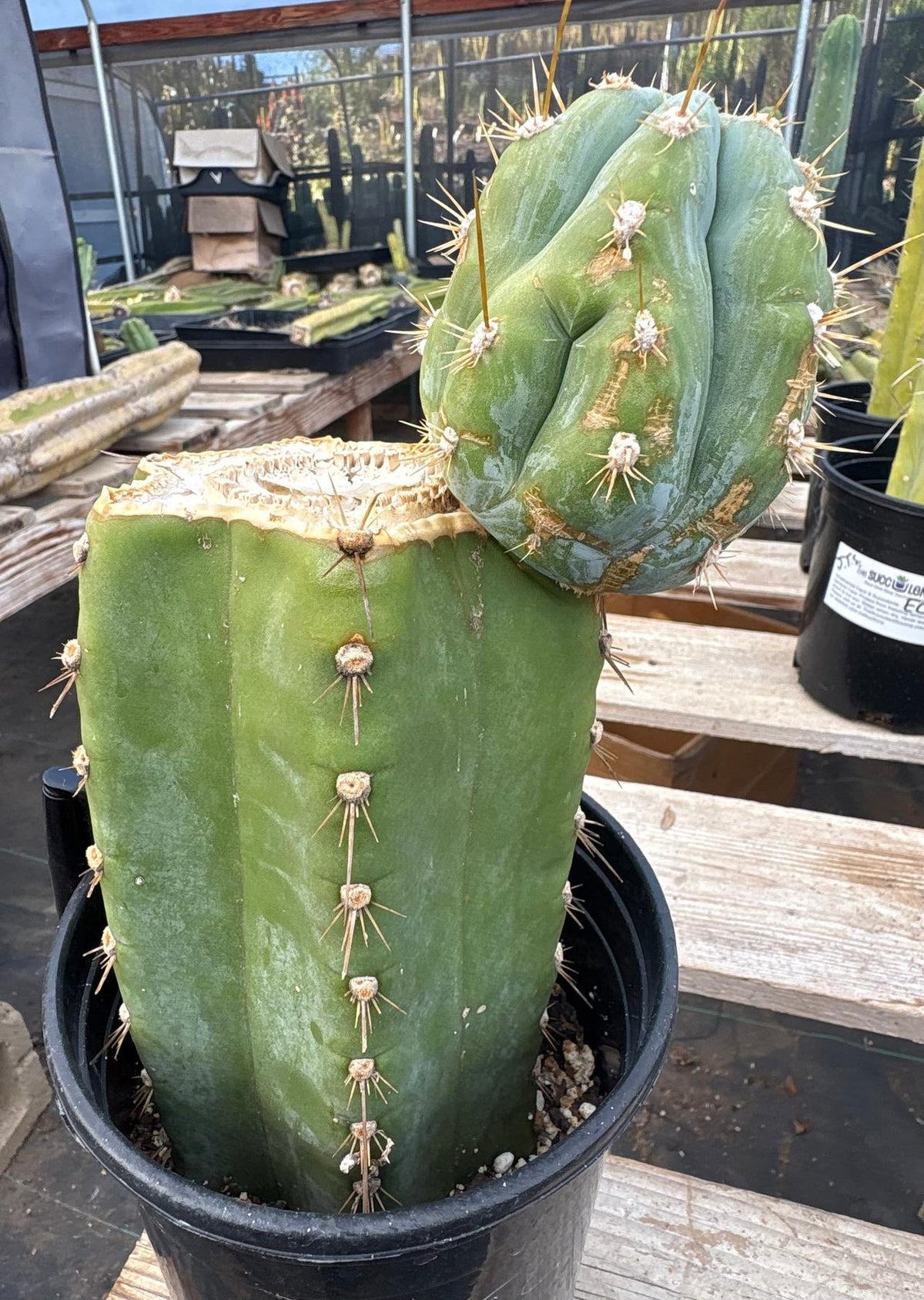 #EC100 EXACT Trichocereus Peruvianus TSSBP Chalk Spine Cactus 10”