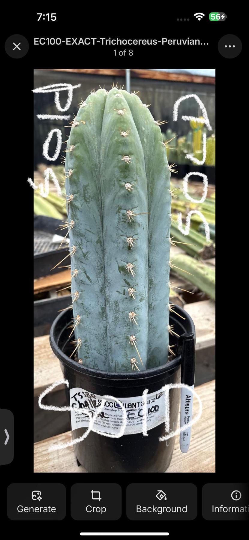 #EC100 EXACT Trichocereus Peruvianus TSSBP Chalk Spine Cactus 10”