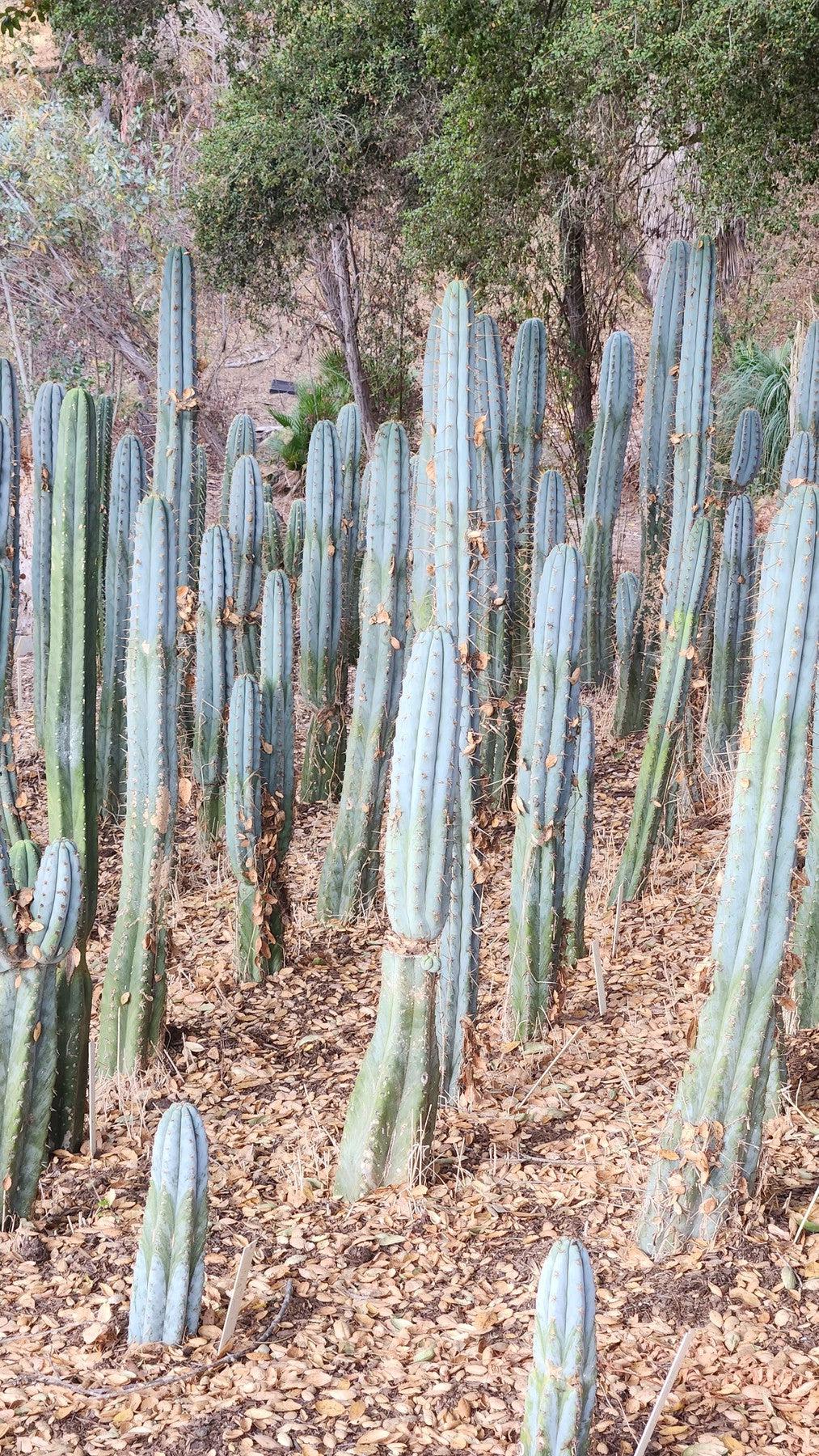 #EC100 EXACT Trichocereus Peruvianus TSSBP Chalk Spine Cactus 10”