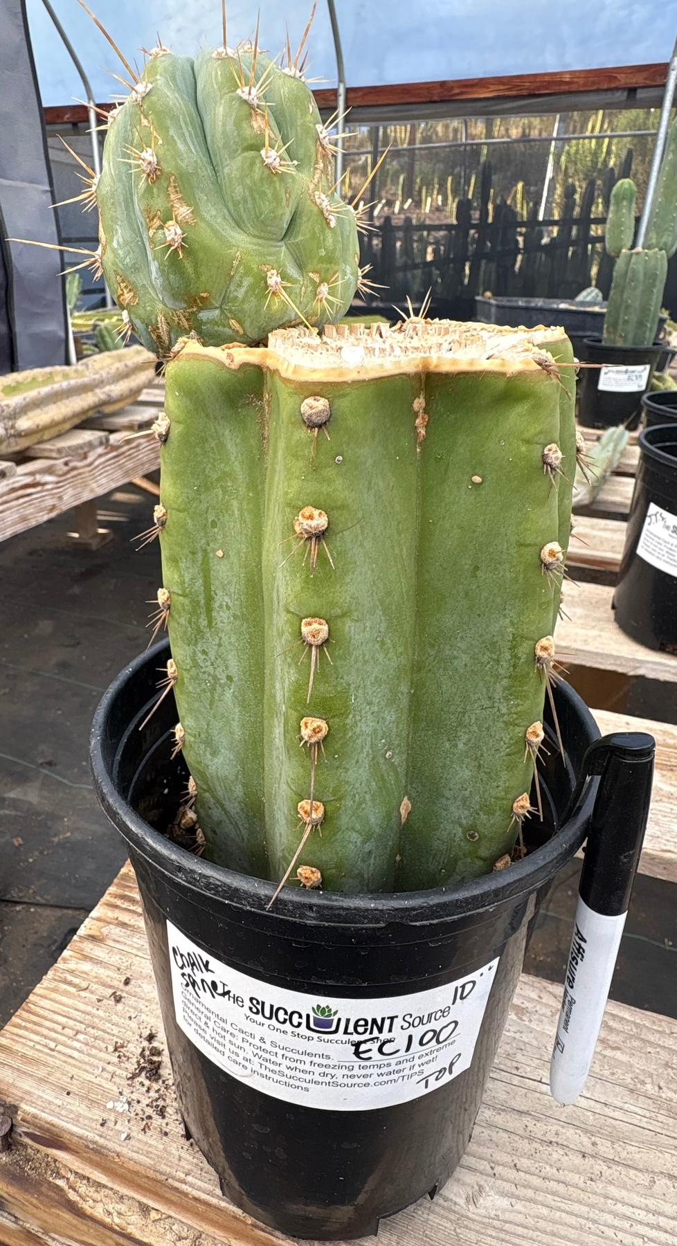 #EC100 EXACT Trichocereus Peruvianus TSSBP Chalk Spine Cactus 10”