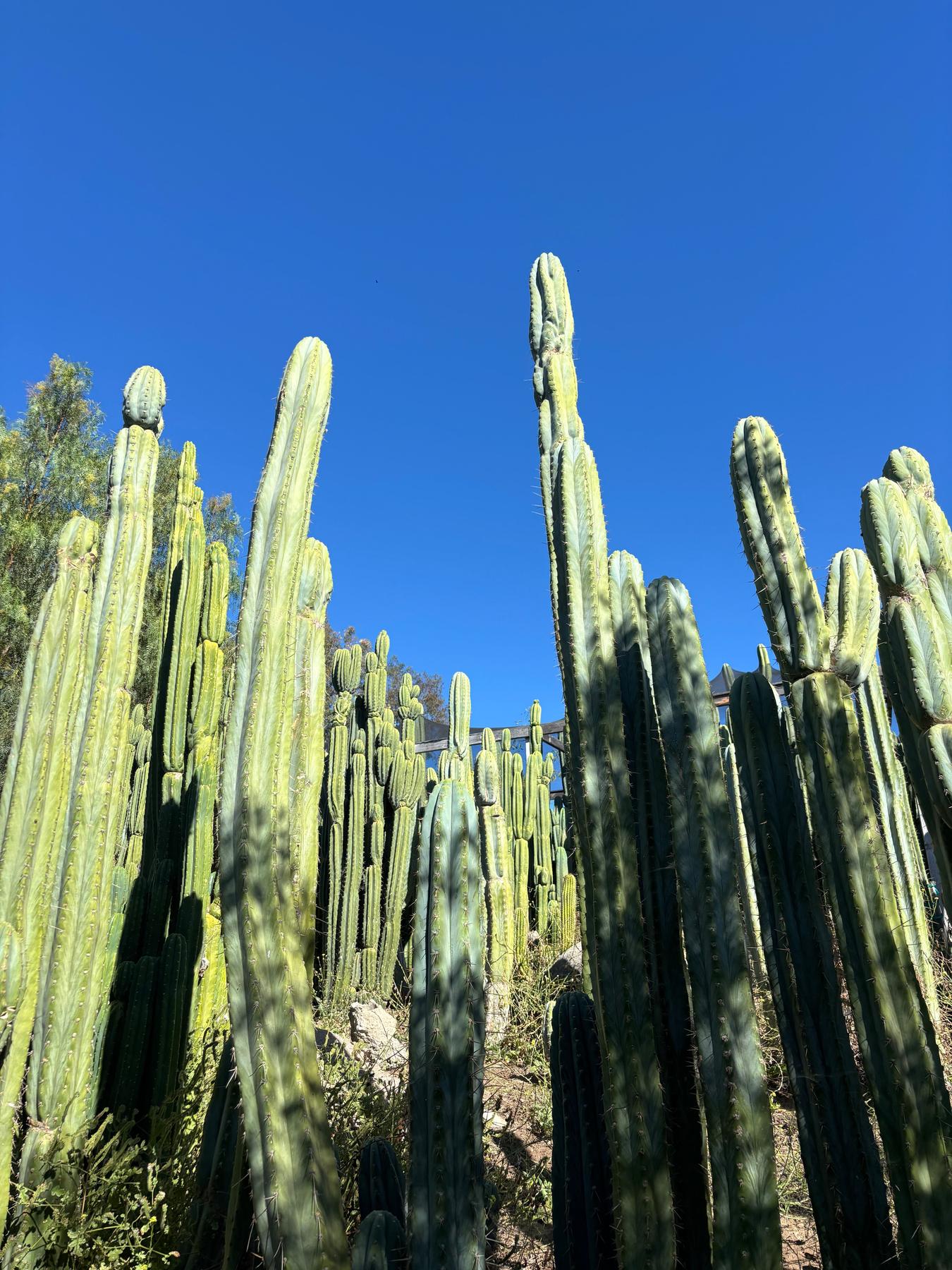 #EC102 EXACT Trichocereus Peruvianus TSS Blue Peru Cuttings (1-5ft)