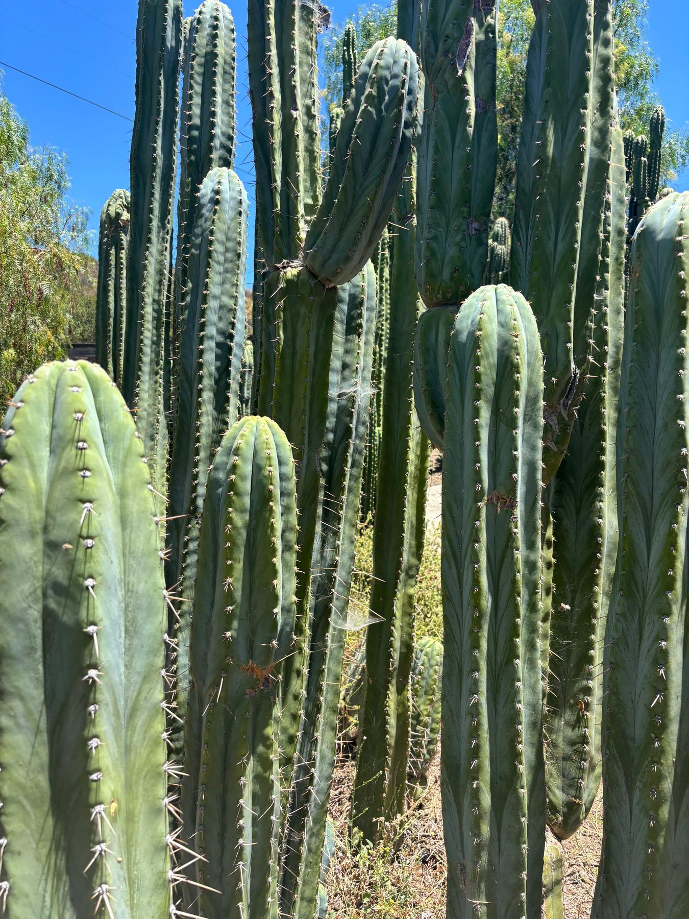 #EC102 EXACT Trichocereus Peruvianus TSS Blue Peru Cuttings (1-5ft)