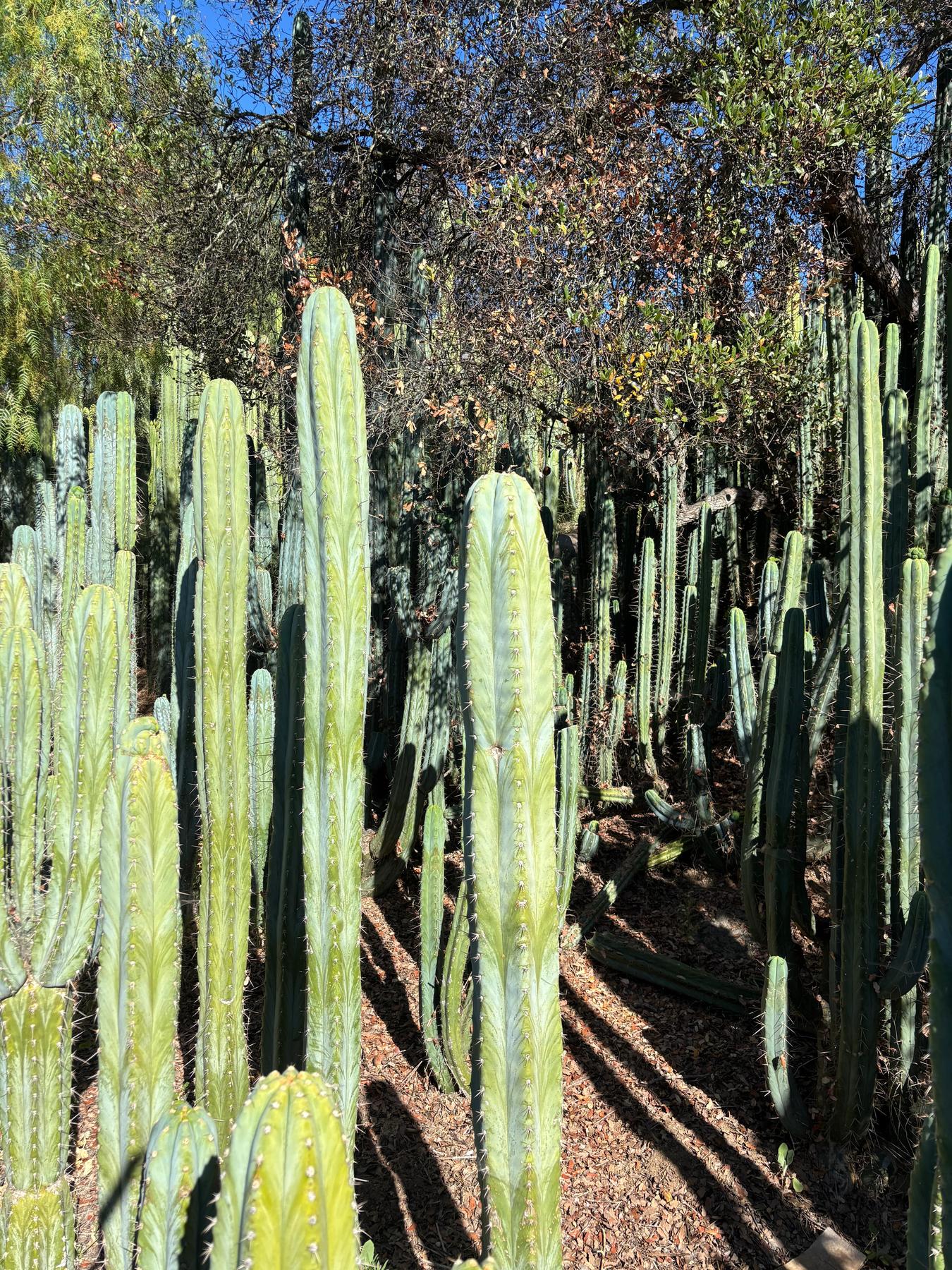 #EC102 EXACT Trichocereus Peruvianus TSS Blue Peru Cuttings (1-5ft)