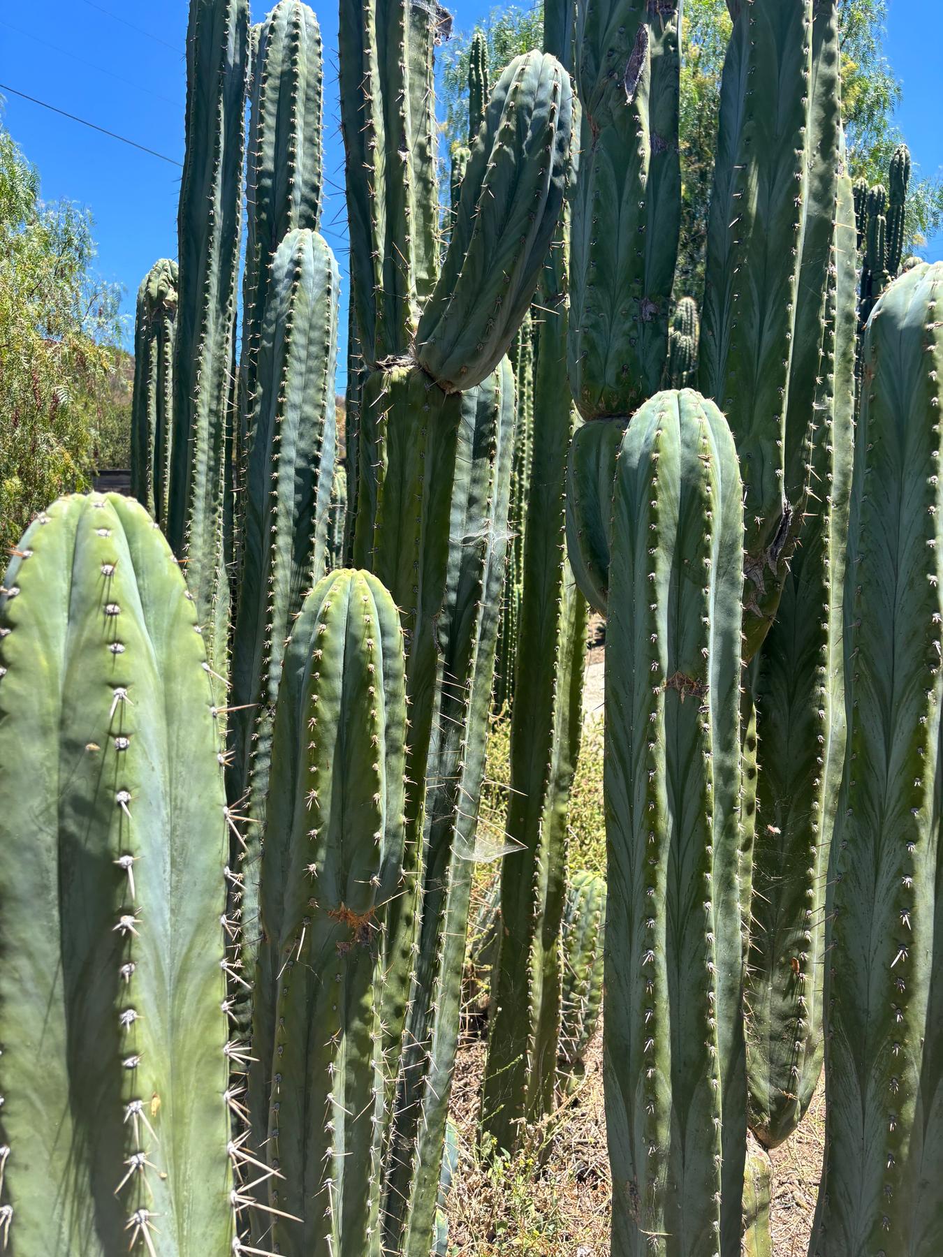 #EC102 EXACT Trichocereus Peruvianus TSS Blue Peru Cuttings (1-5ft)