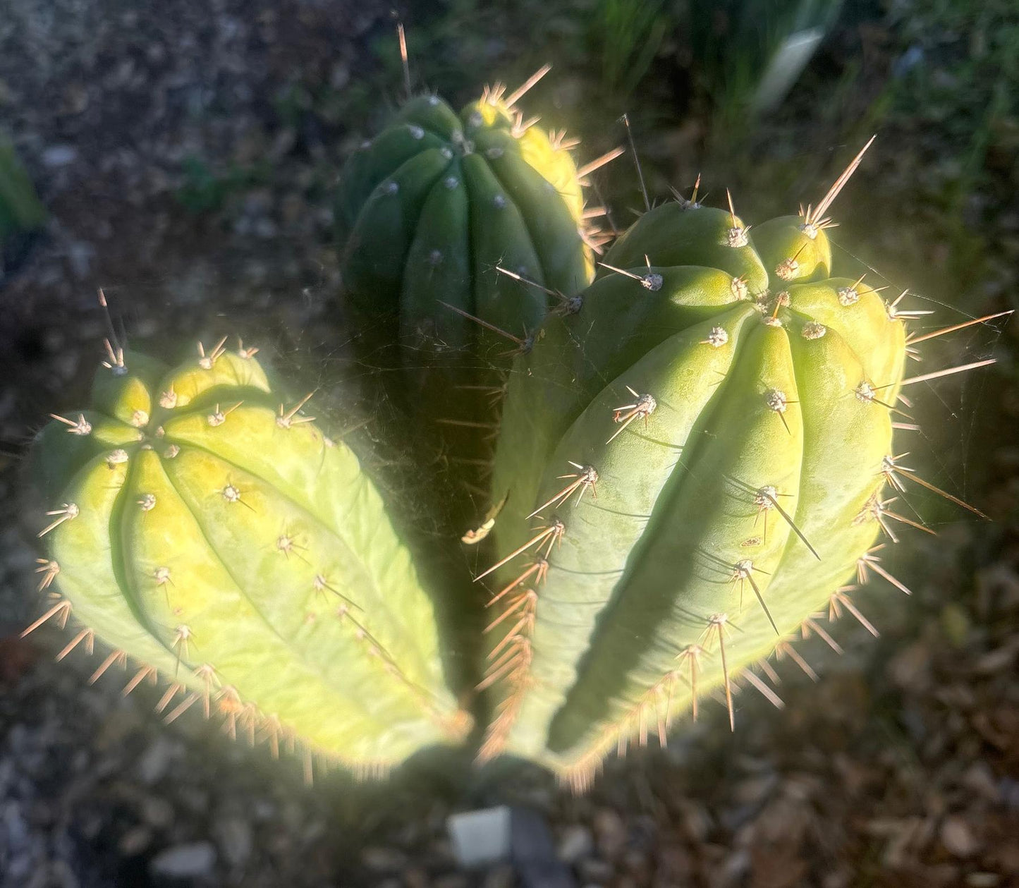 #EC103 Trichocereus Pachanoi “K-Valle” Cactus Cuttings 8-10”