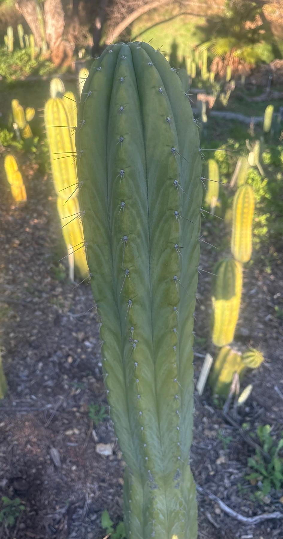 #EC103 Trichocereus Pachanoi “K-Valle” Cactus Cuttings 8-10”