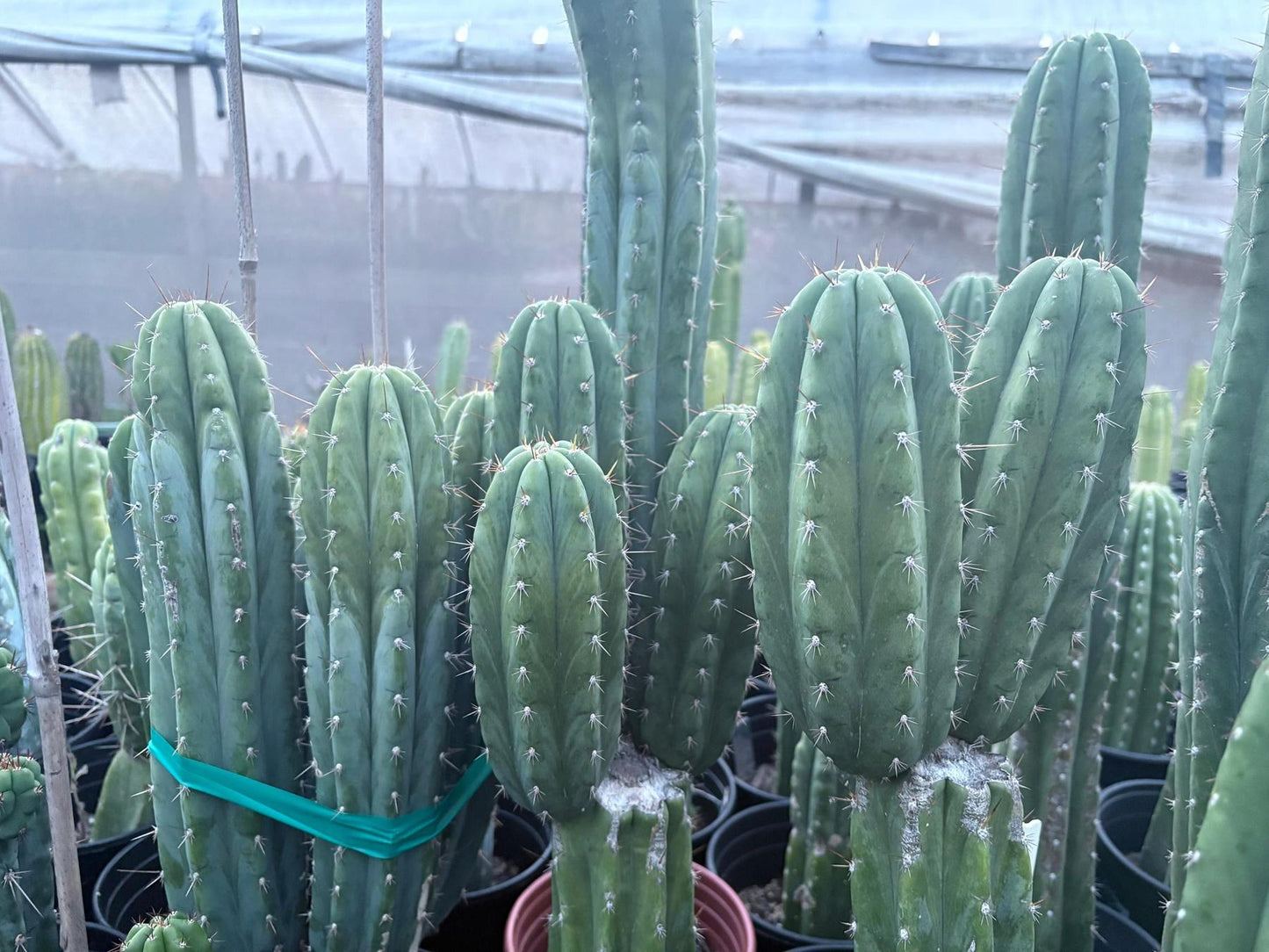 #EC103 Trichocereus Pachanoi “K-Valle” Cactus Cuttings 8-10”