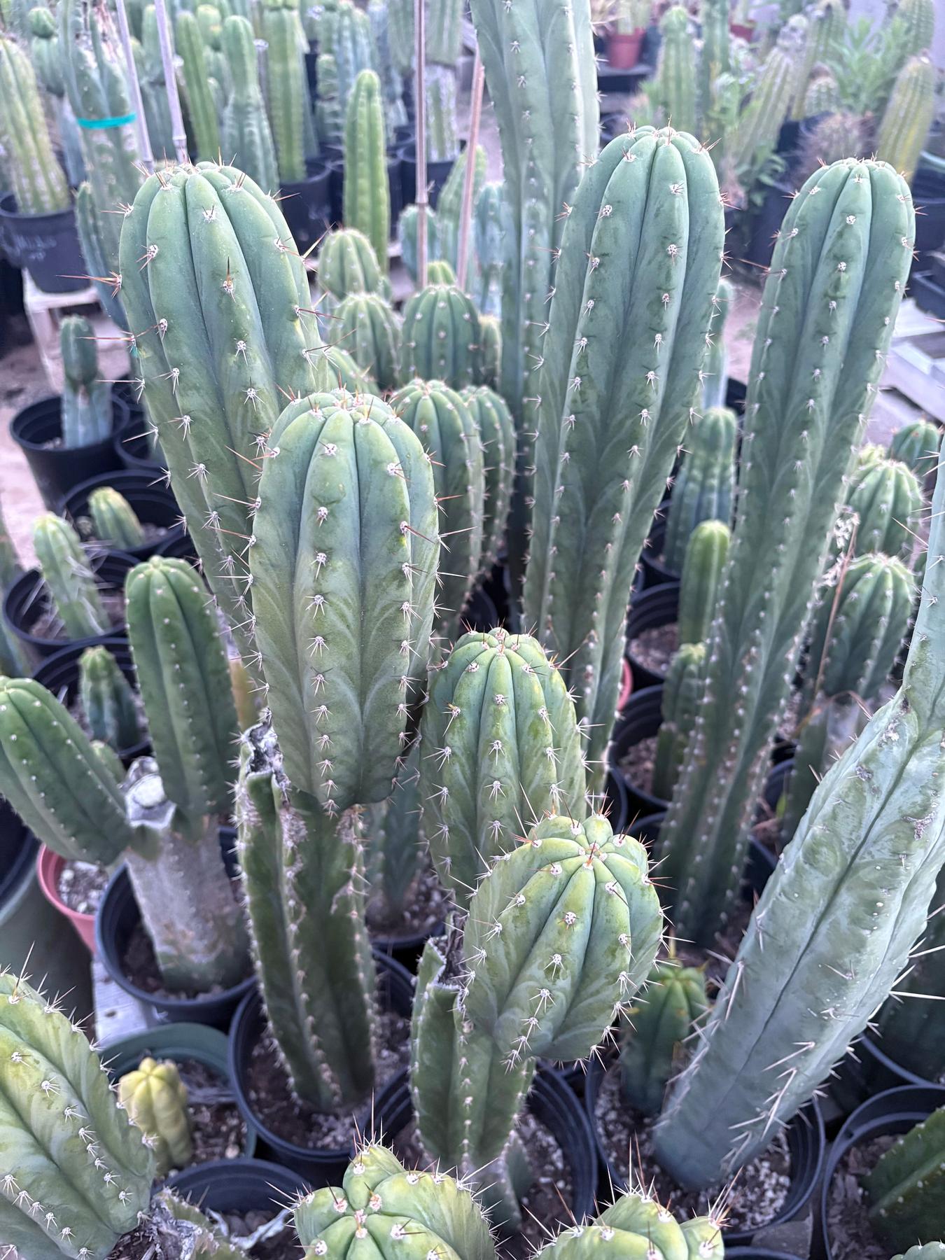 #EC103 Trichocereus Pachanoi “K-Valle” Cactus Cuttings 8-10”