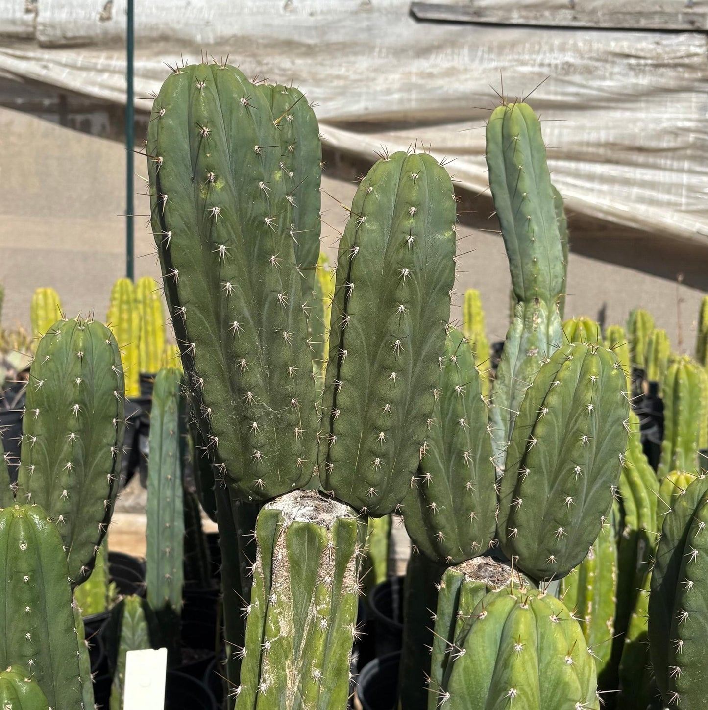 #EC103 Trichocereus Pachanoi “K-Valle” Cactus Cuttings 8-10”