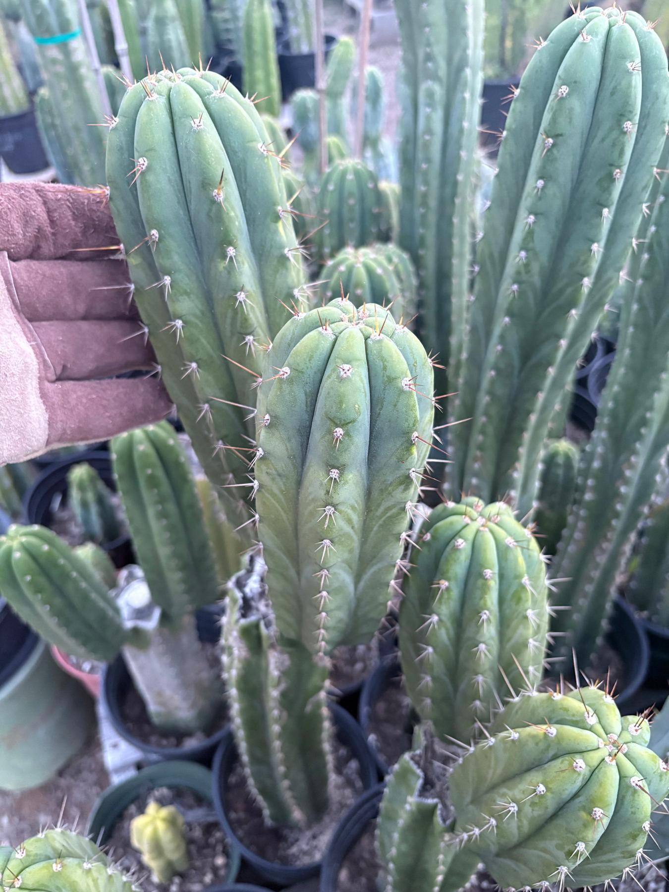 #EC103 Trichocereus Pachanoi “K-Valle” Cactus Cuttings 8-10”
