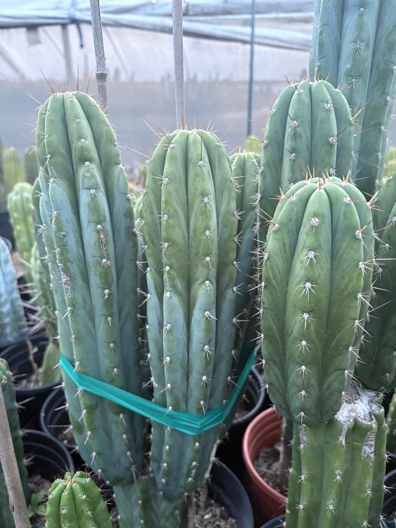 #EC103 Trichocereus Pachanoi “K-Valle” Cactus Cuttings 8-10”