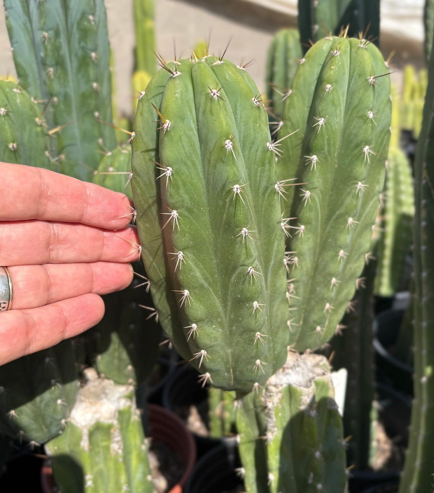 #EC103 Trichocereus Pachanoi “K-Valle” Cactus Cuttings 8-10”