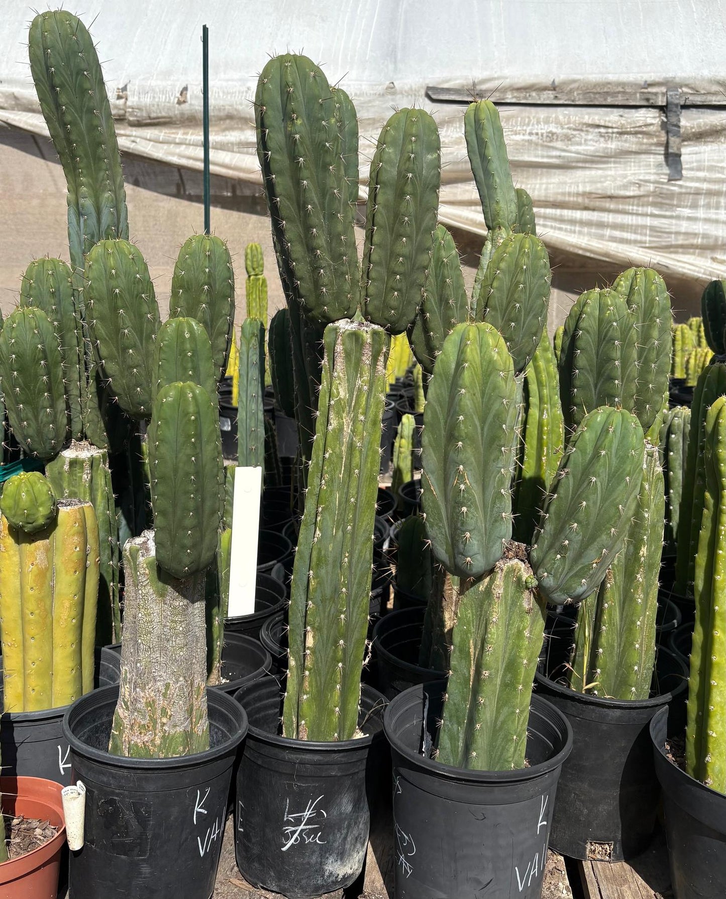 #EC103 Trichocereus Pachanoi “K-Valle” Cactus Cuttings 8-10”