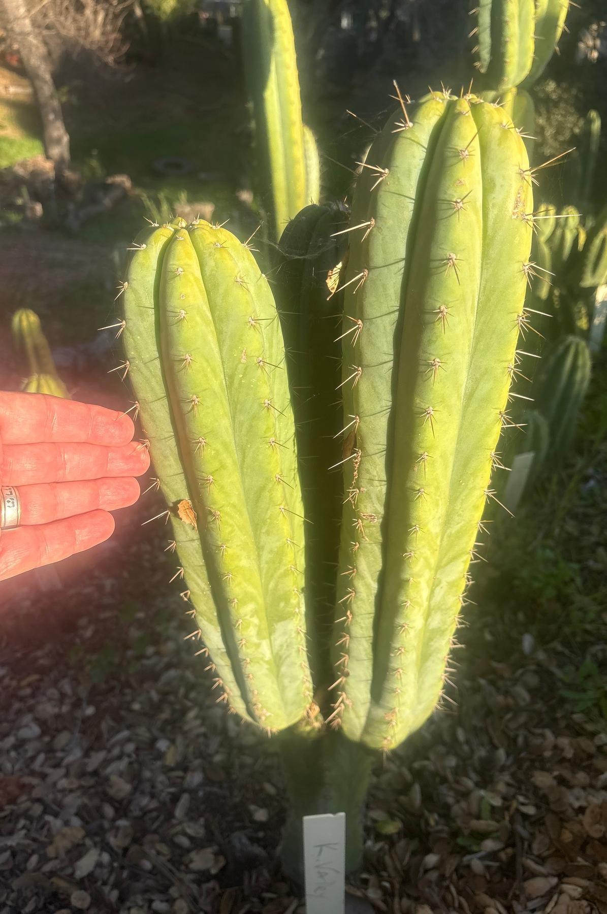 #EC103 Trichocereus Pachanoi “K-Valle” Cactus Cuttings 8-10”