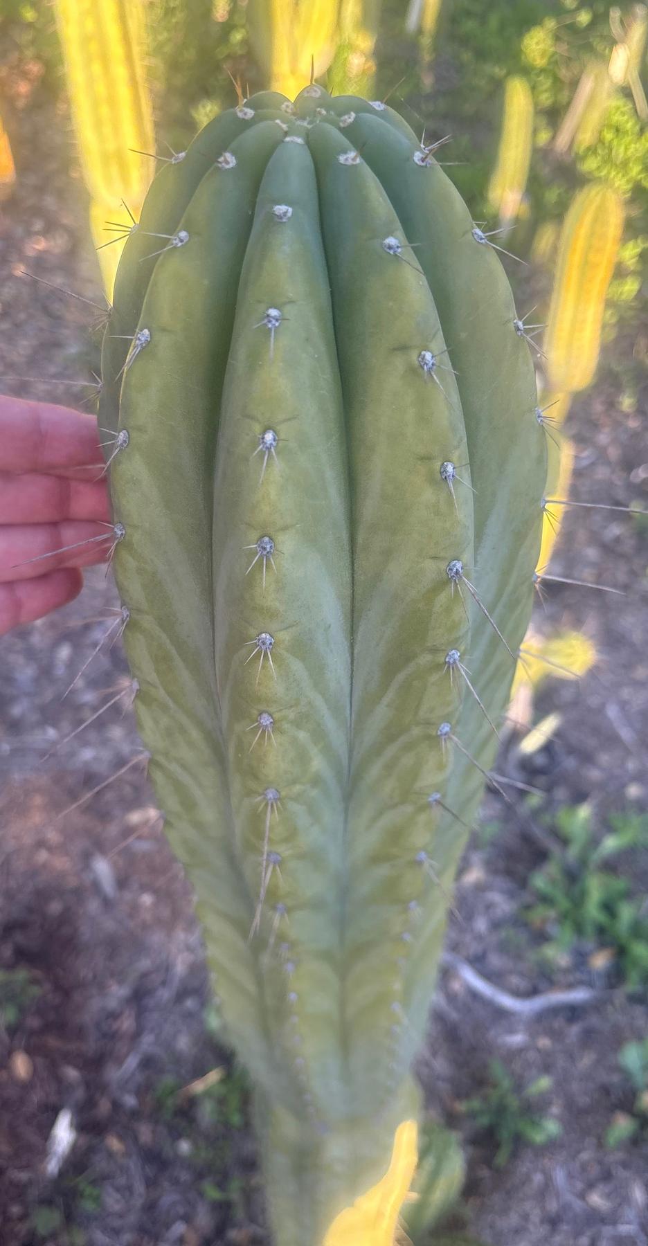 #EC103 Trichocereus Pachanoi “K-Valle” Cactus Cuttings 8-10”