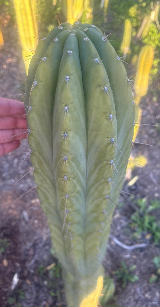 #EC103 Trichocereus Pachanoi “K-Valle” Cactus Cuttings 8-10”