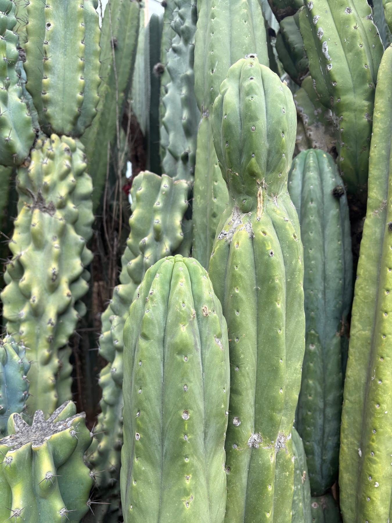 #EC106 EXACT Trichocereus Pachanoi Skip/CG Campground Cactus Cutting
