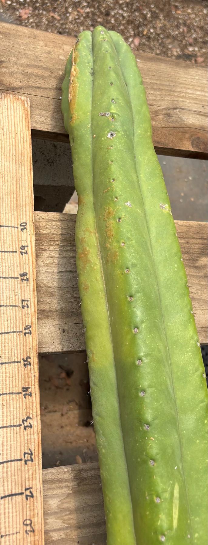 #EC106 EXACT Trichocereus Pachanoi Skip/CG Campground Cactus Cutting