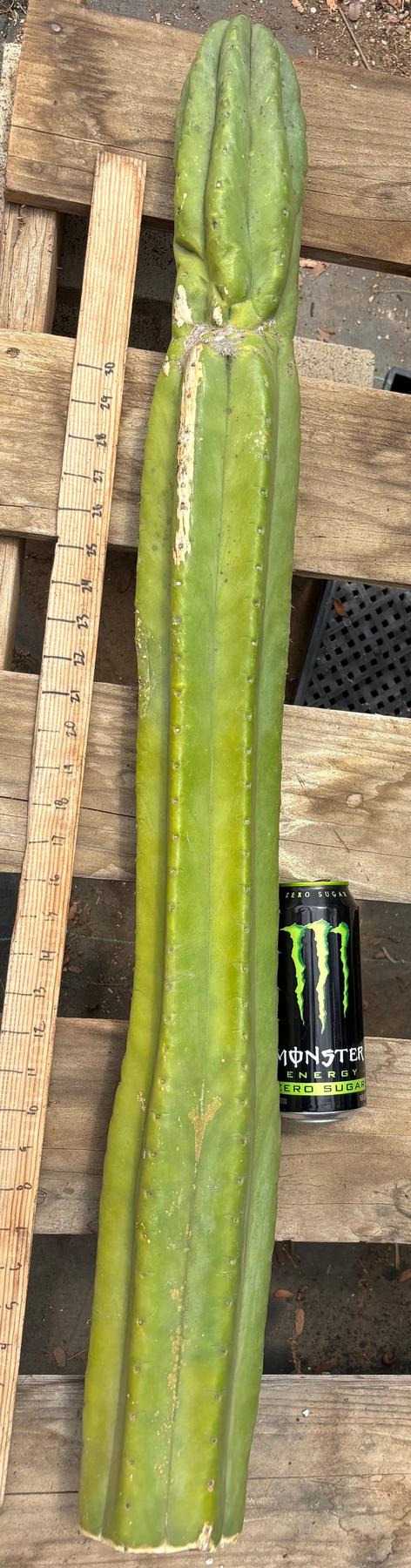 #EC106 EXACT Trichocereus Pachanoi Skip/CG Campground Cactus Cutting