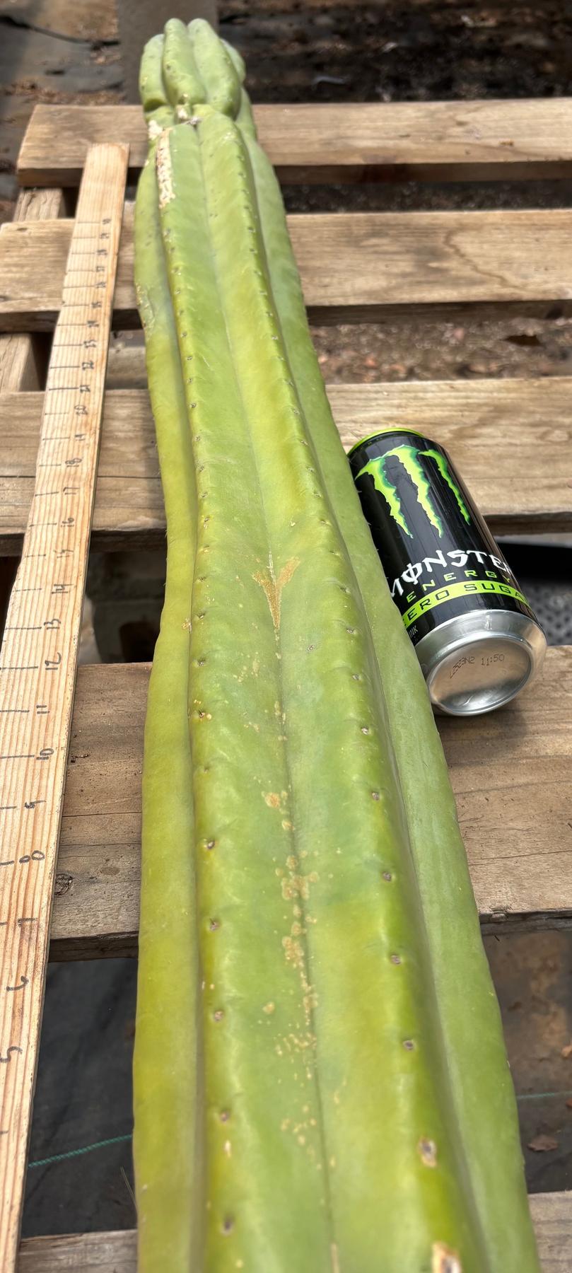 #EC106 EXACT Trichocereus Pachanoi Skip/CG Campground Cactus Cutting